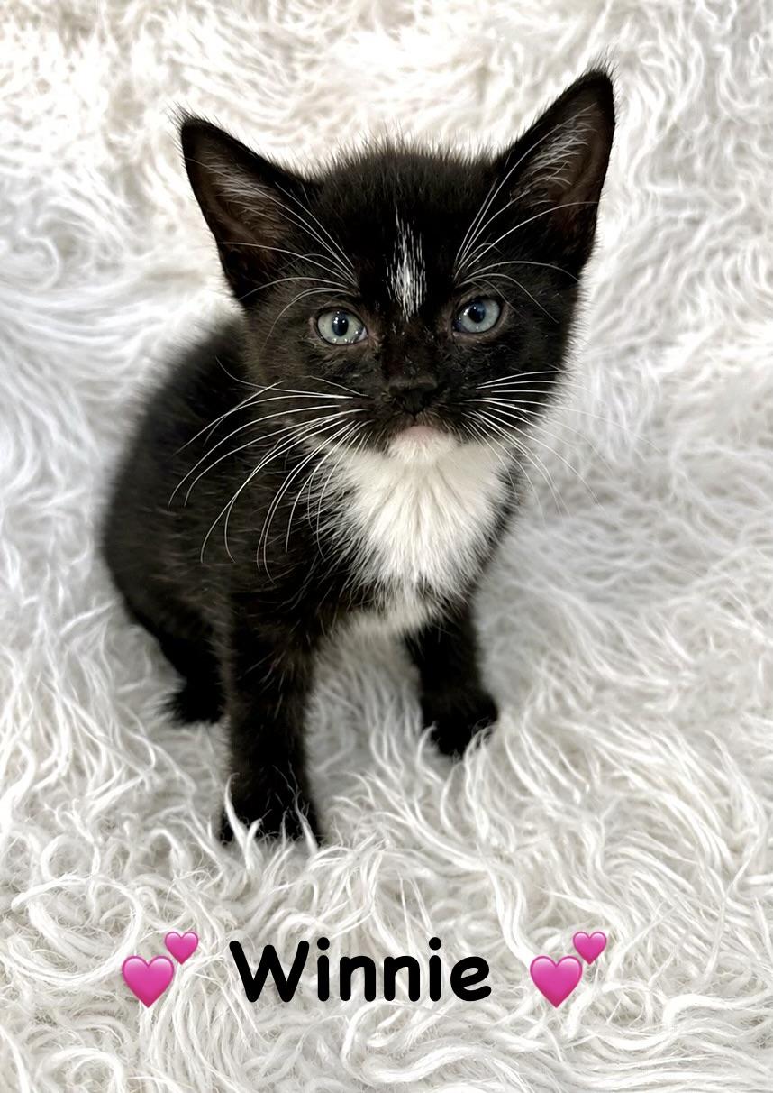 Winnie, ADOPTABLE, Kitten Female Domestic Short Hair.