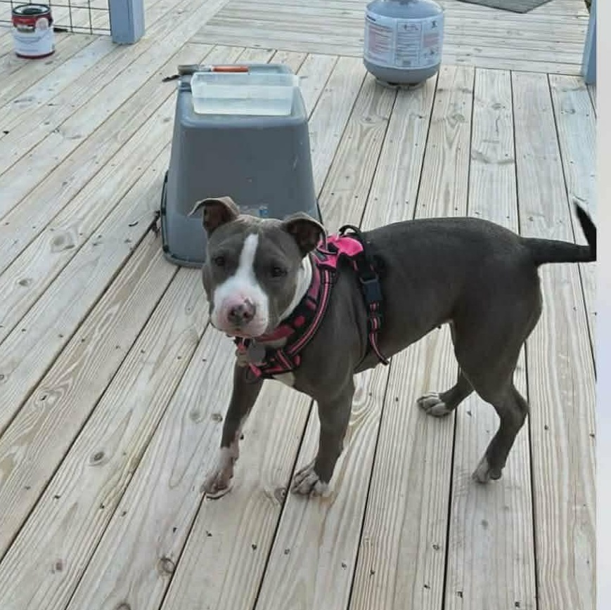 Myrna, a ADOPTABLE American Staffordshire Terrier in Palmetto, FL image 3/3