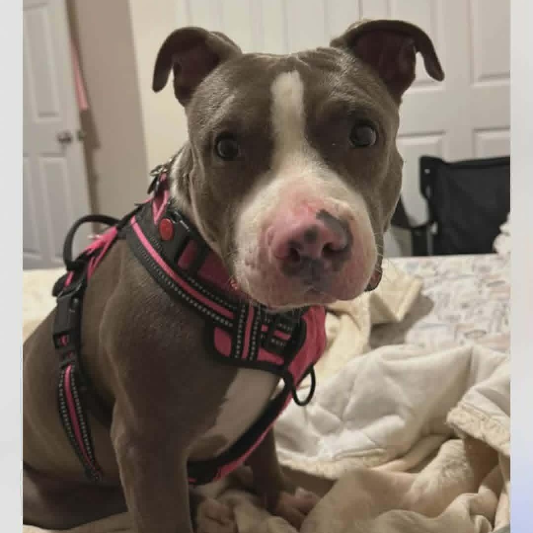 Myrna, a ADOPTABLE American Staffordshire Terrier in Palmetto, FL image 2/3