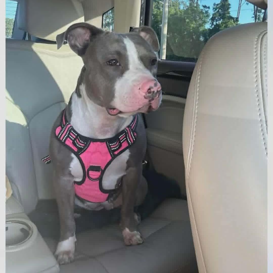 Myrna, ADOPTABLE, Adult Female American Staffordshire Terrier.