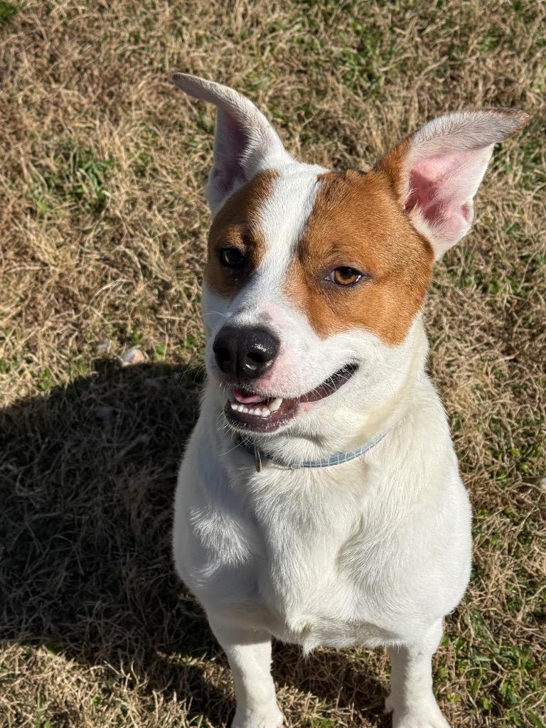 Conrad, Adoptable, Young Male Mixed Breed.