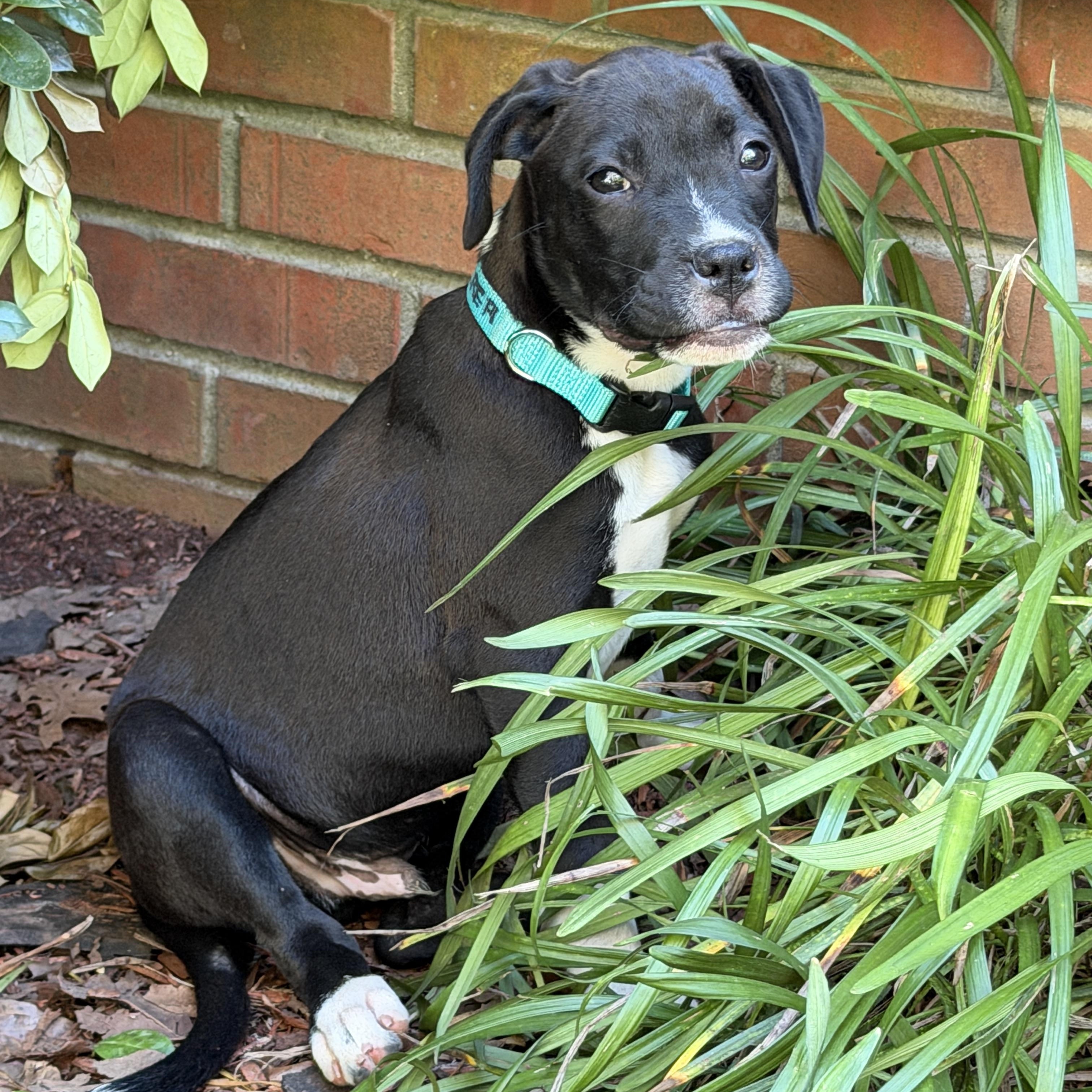 Enlarge COOPER, a ADOPTABLE mixed breed in Griswold , CT image 4/4