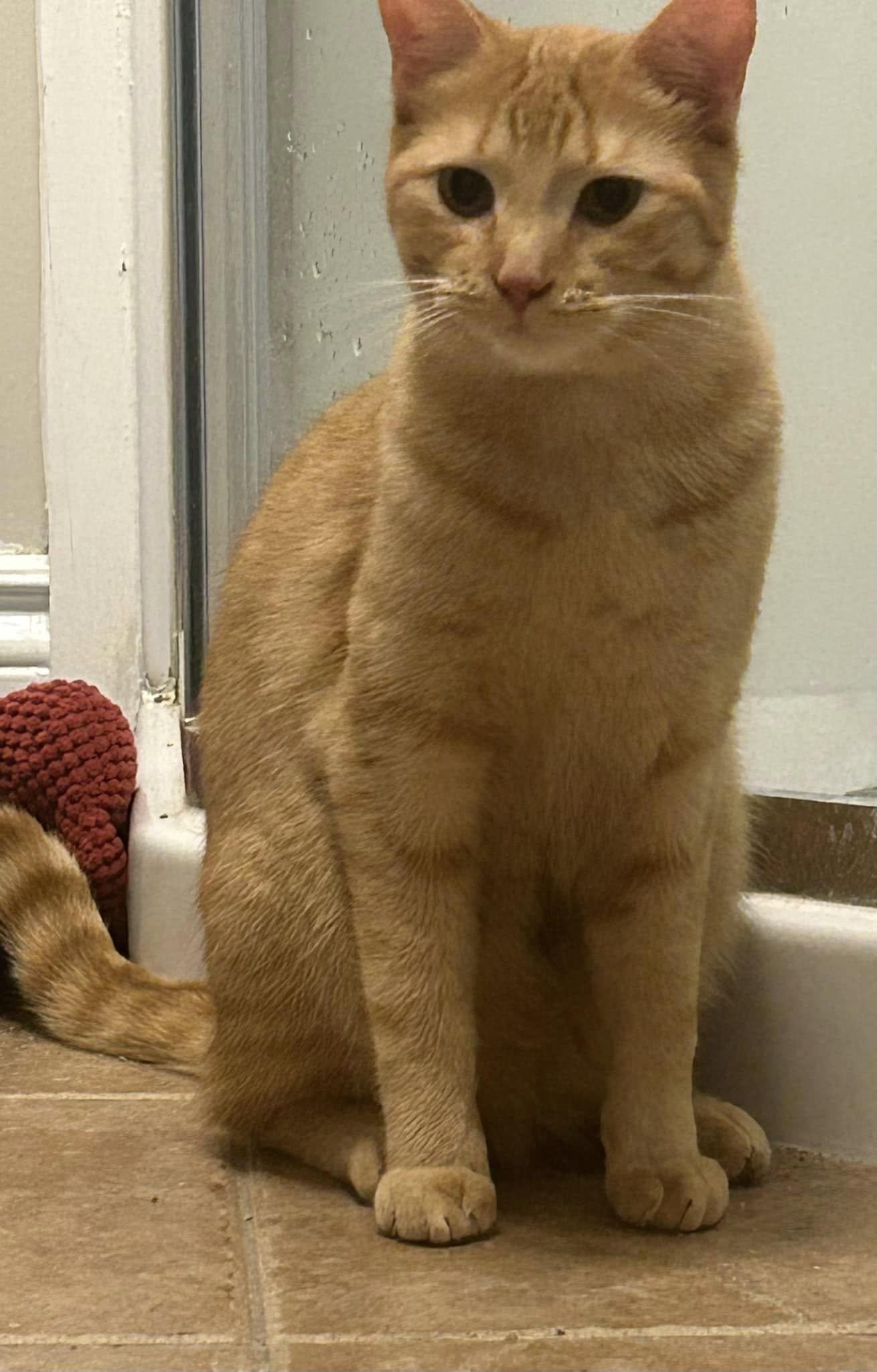 Enlarge Ace & Arthur, a Adoptable Domestic Short Hair in Spencerville, ON image 5/6