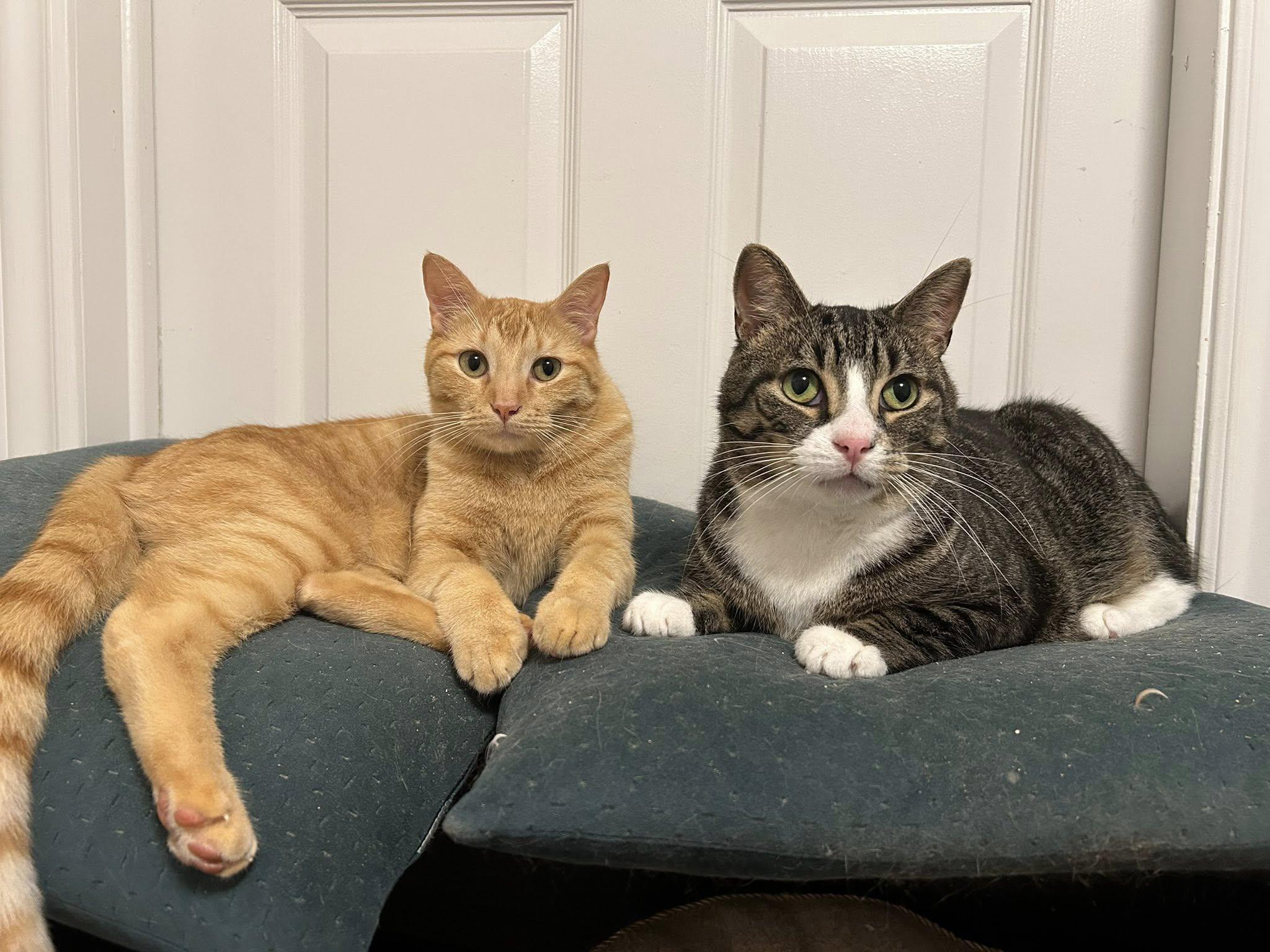 Enlarge Ace & Arthur, a Adoptable Domestic Short Hair in Spencerville, ON image 1/6