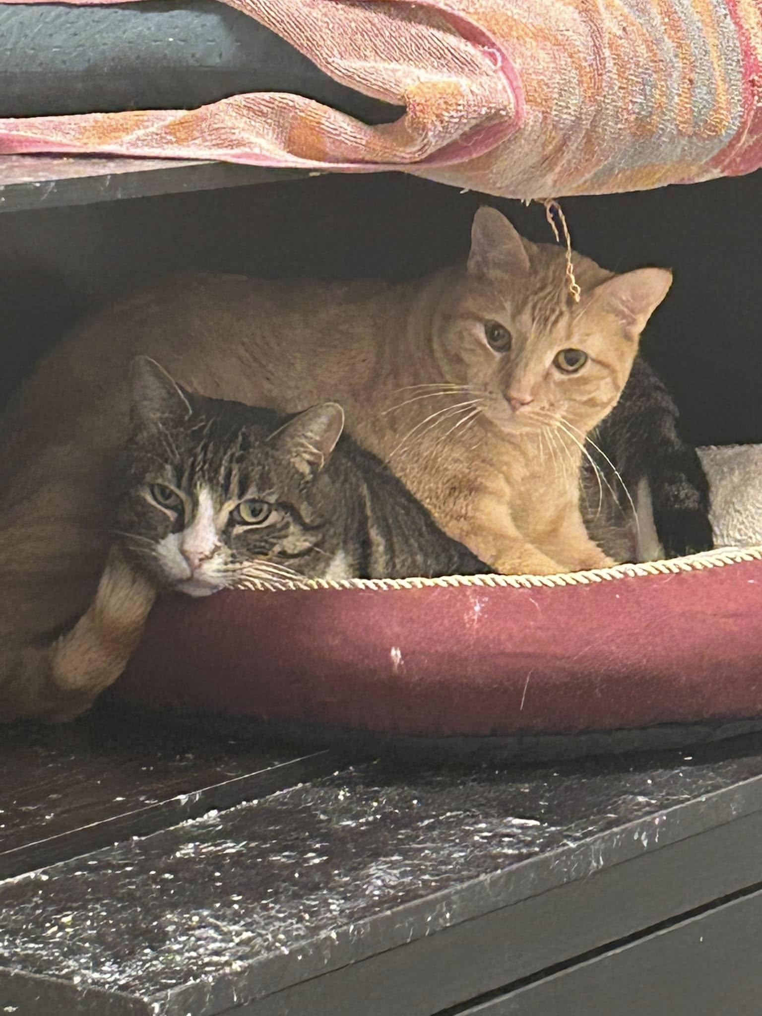 Enlarge Ace & Arthur, a Adoptable Domestic Short Hair in Spencerville, ON image 3/6