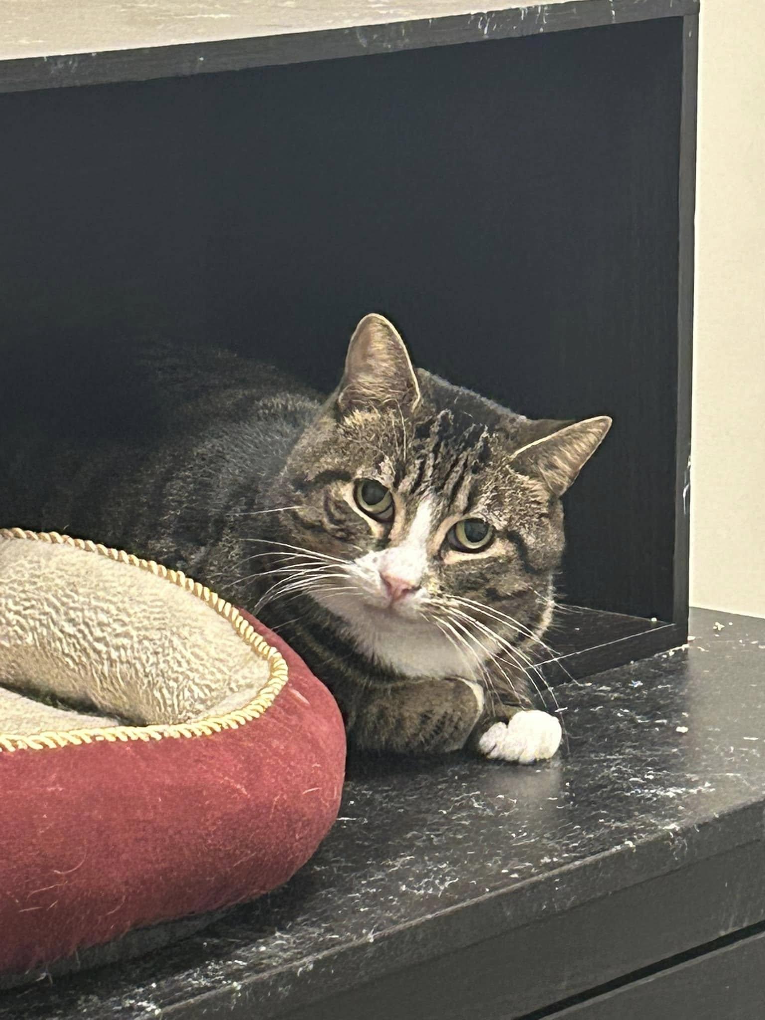 Enlarge Ace & Arthur, a Adoptable Domestic Short Hair in Spencerville, ON image 6/6