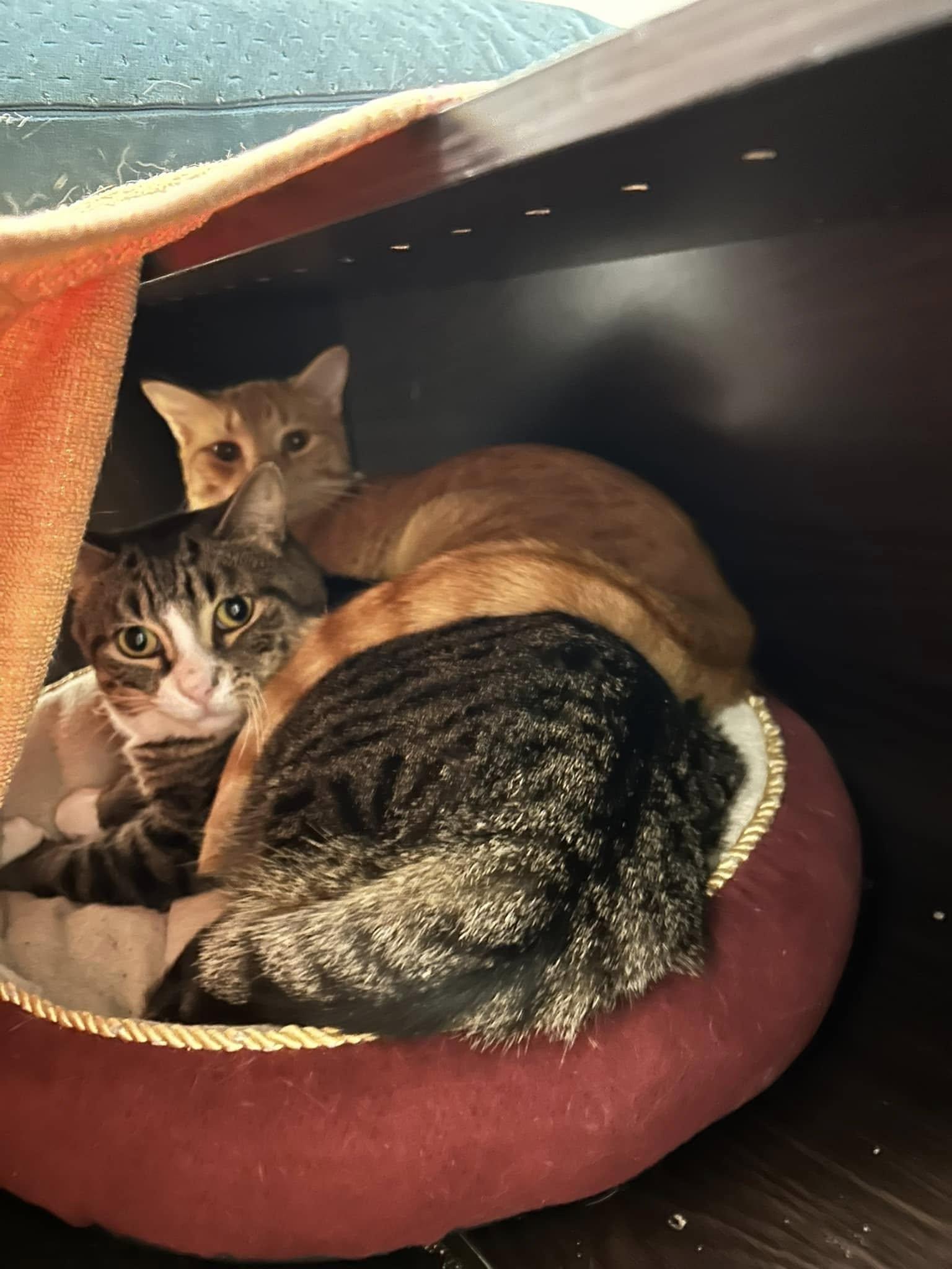 Ace & Arthur, an adoptable Domestic Short Hair in Spencerville, ON, K0E 1X0 | Photo Image 4