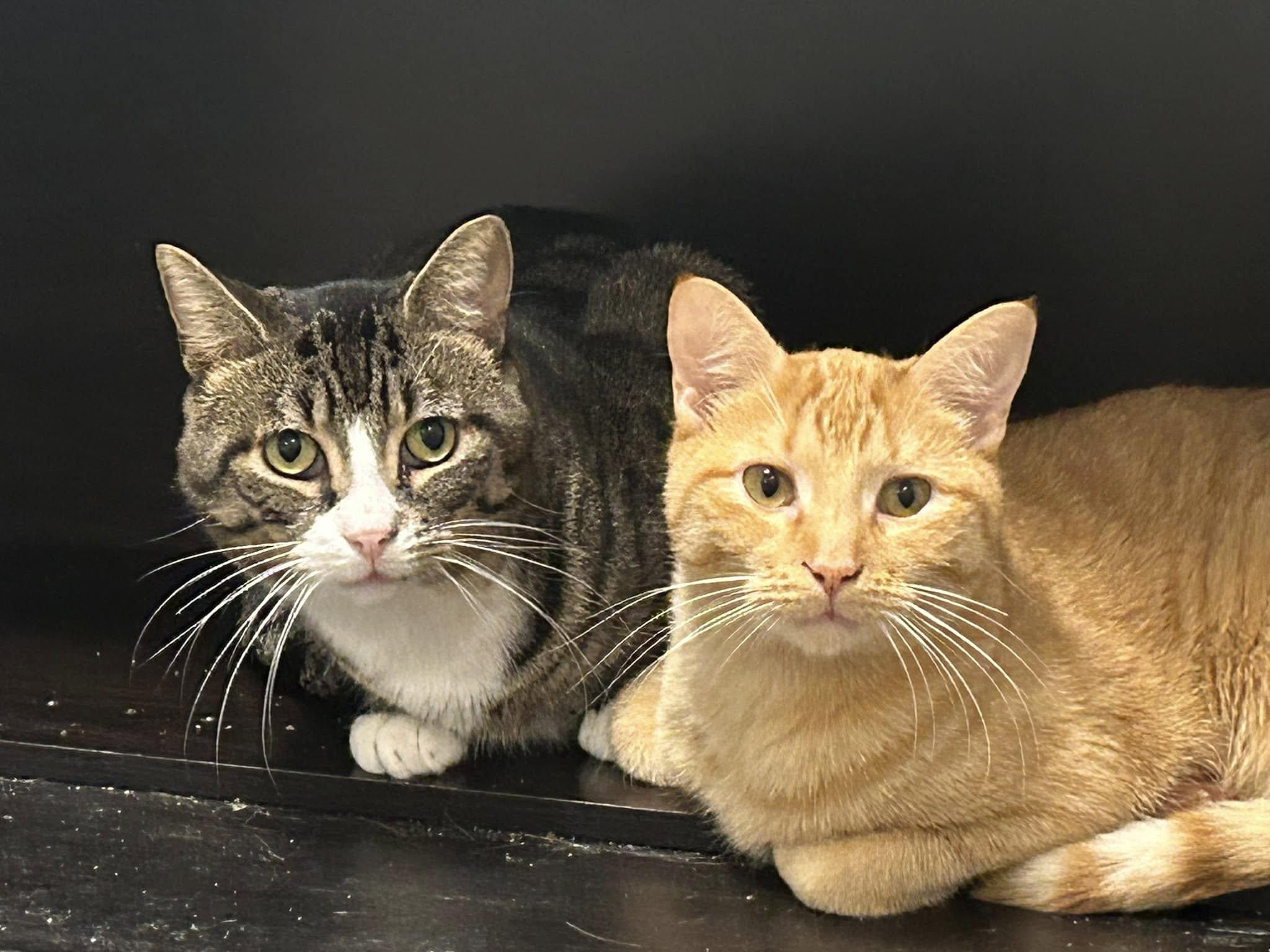Enlarge Ace & Arthur, a Adoptable Domestic Short Hair in Spencerville, ON image 2/6