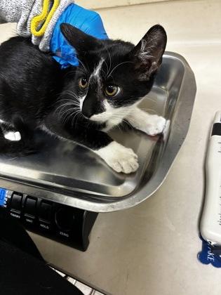 Alternator, Adoptable, Kitten Male Domestic Short Hair.