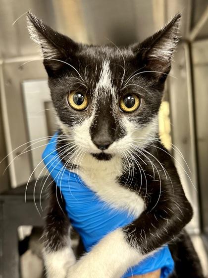 Alternator, a Adoptable mixed breed in Wichita, KS image 2/2