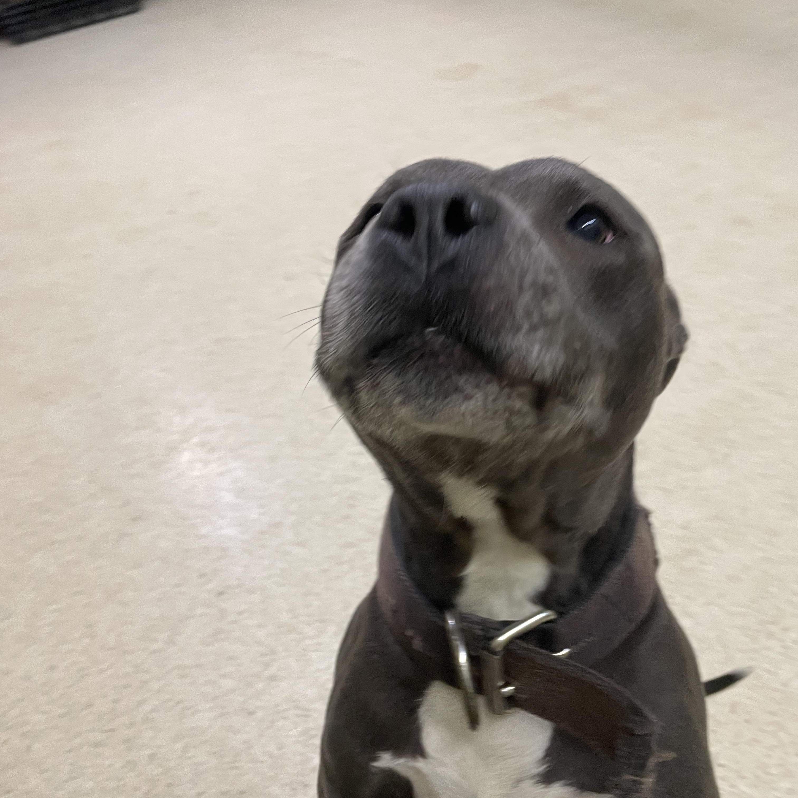 Enlarge Jake, an adoptable mixed breed in Muncie, IN image 3/6