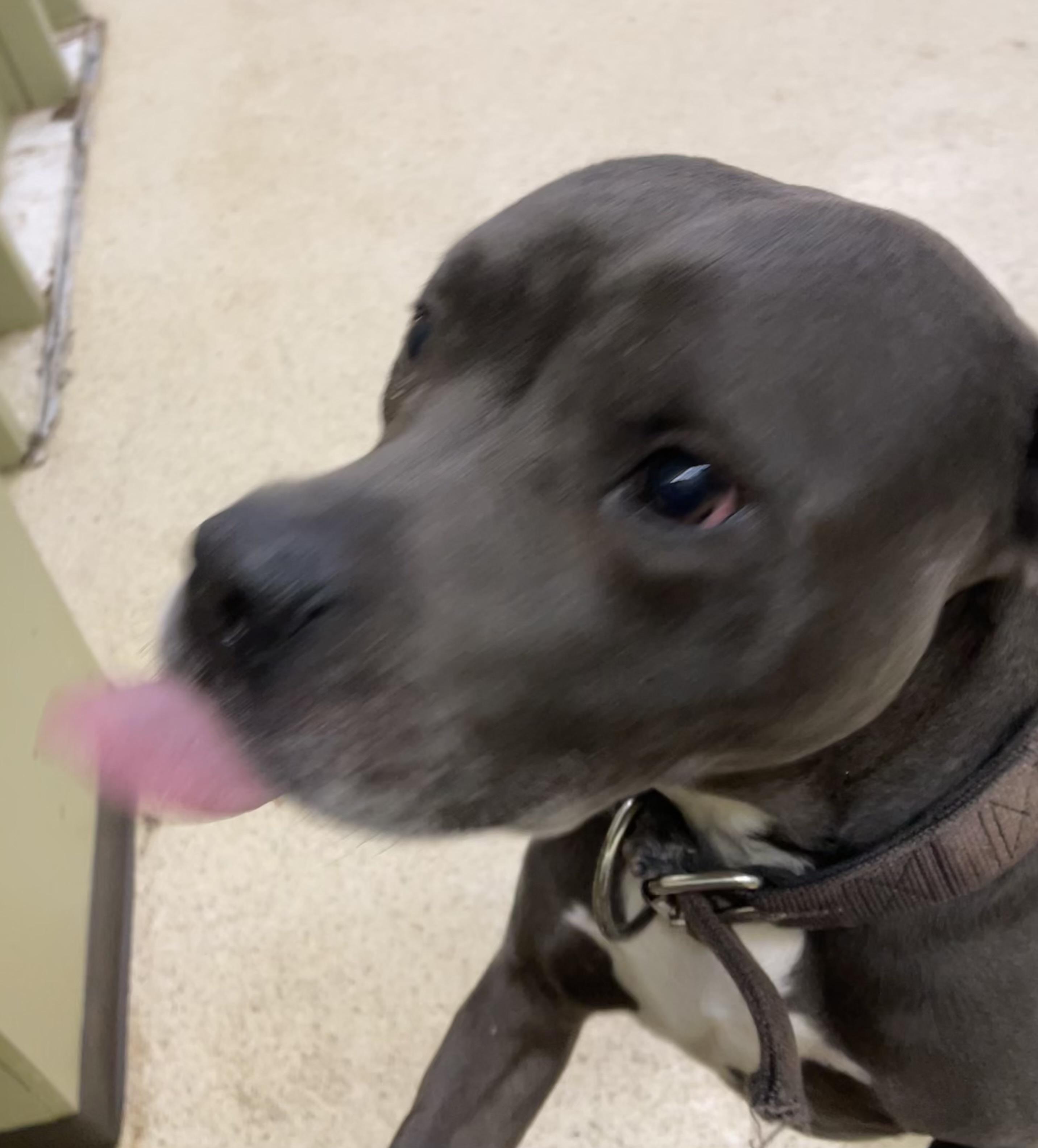 Enlarge Jake, an adoptable mixed breed in Muncie, IN image 2/6