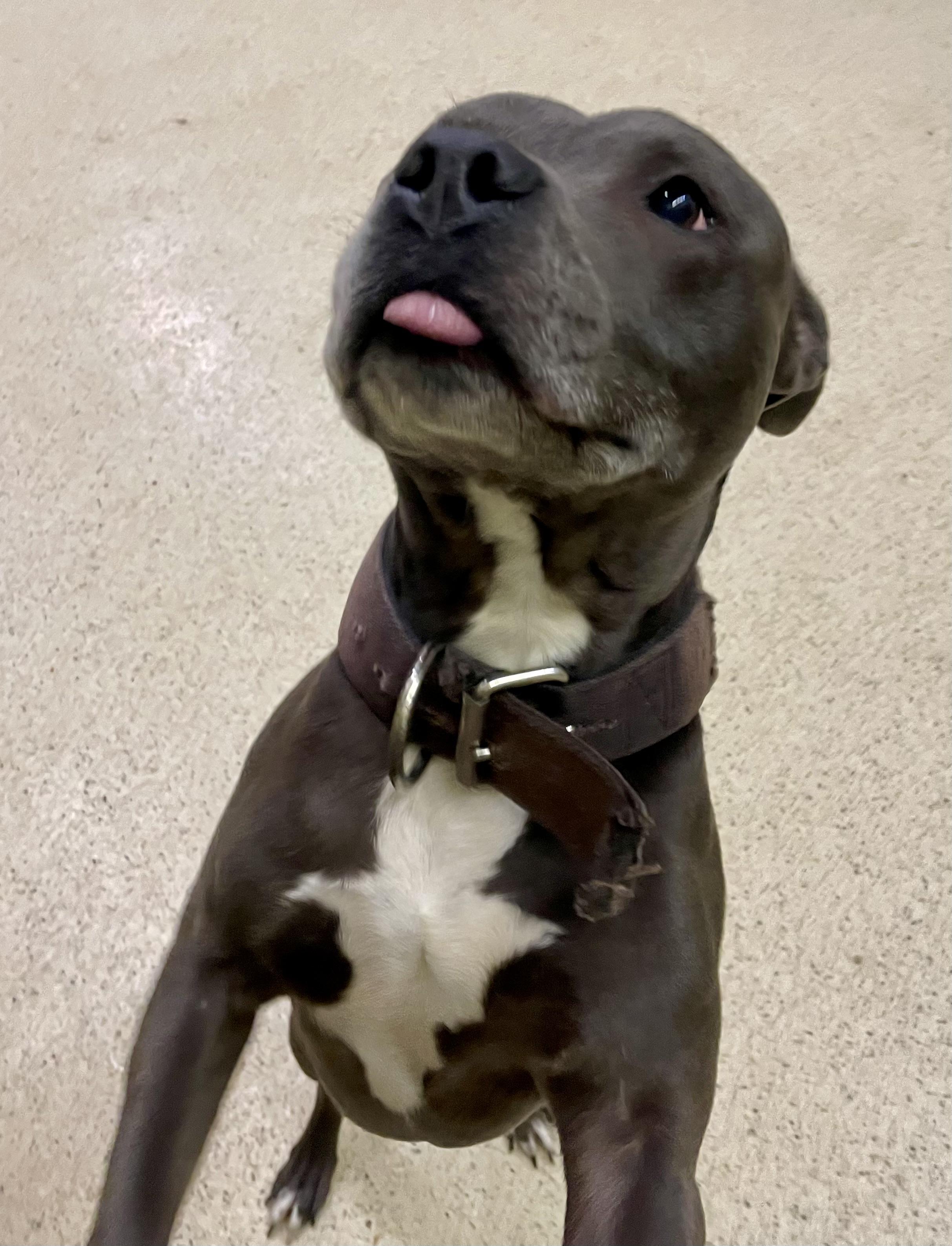 Enlarge Jake, an adoptable mixed breed in Muncie, IN image 4/6