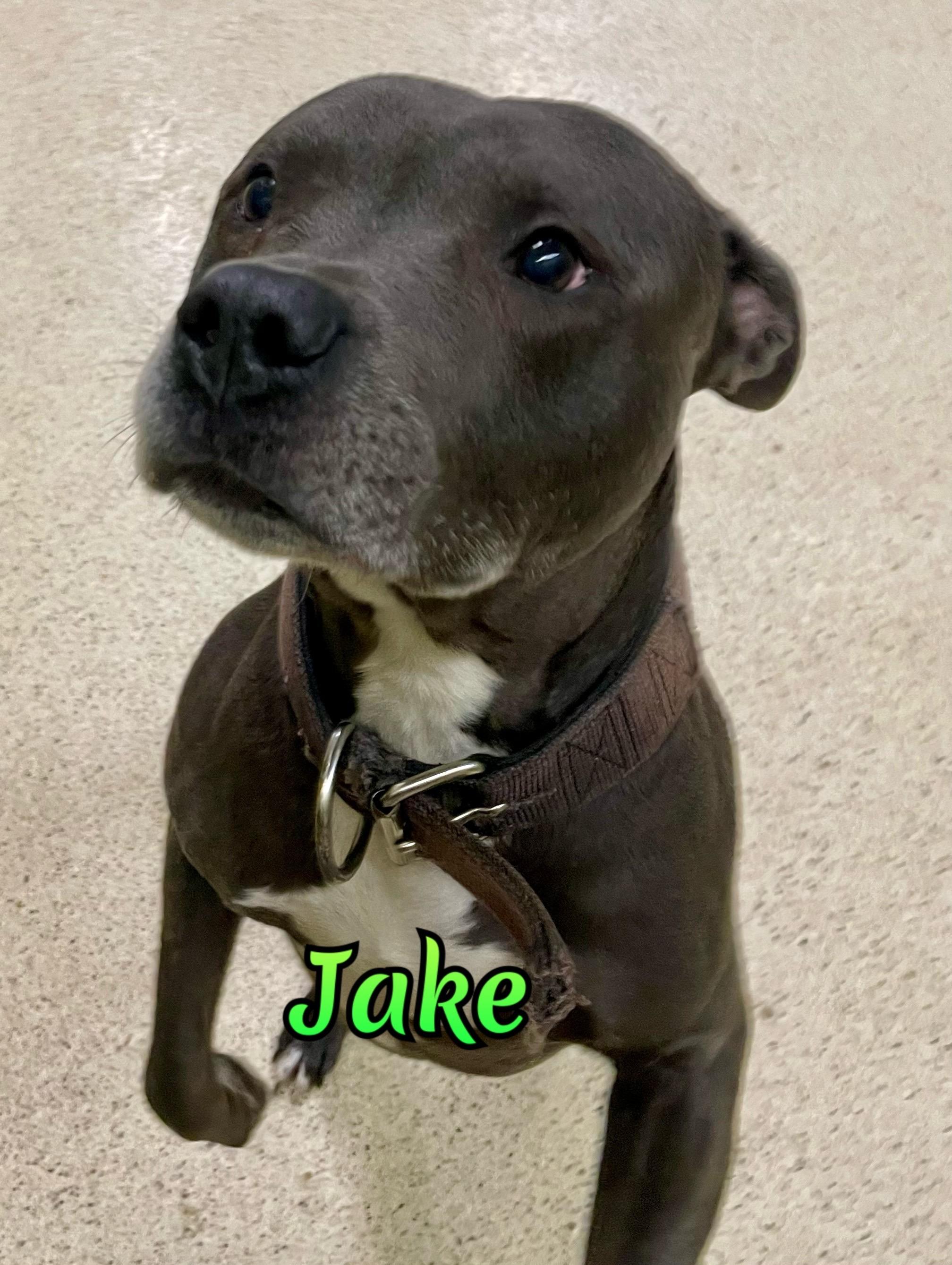 Enlarge Jake, an adoptable mixed breed in Muncie, IN image 1/6