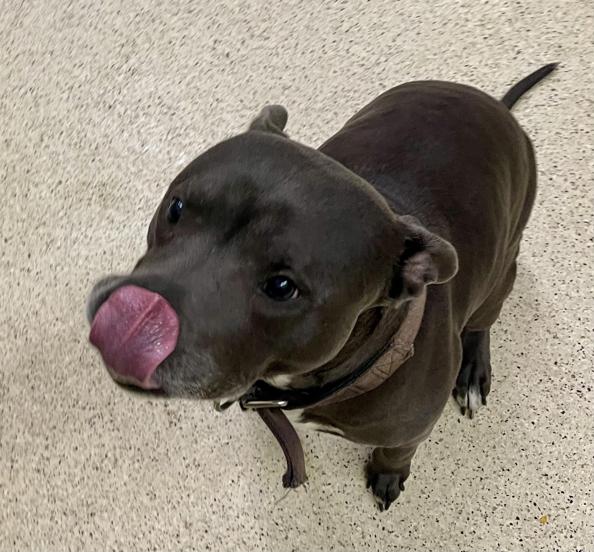 Enlarge Jake, an adoptable mixed breed in Muncie, IN image 5/6