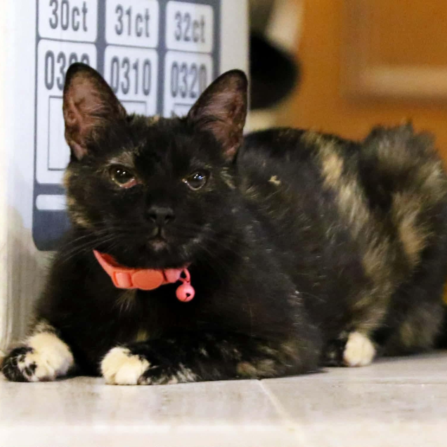 Enlarge Mae, a Adoptable Tortoiseshell in Lenexa, KS image 5/5