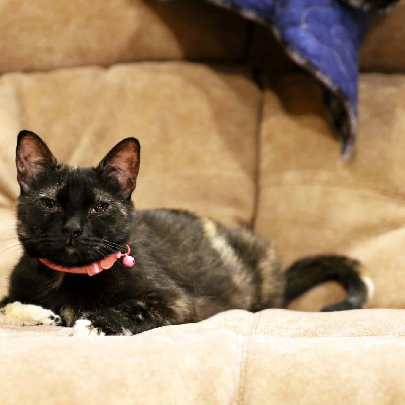Mae, Adoptable, Young Female Tortoiseshell.