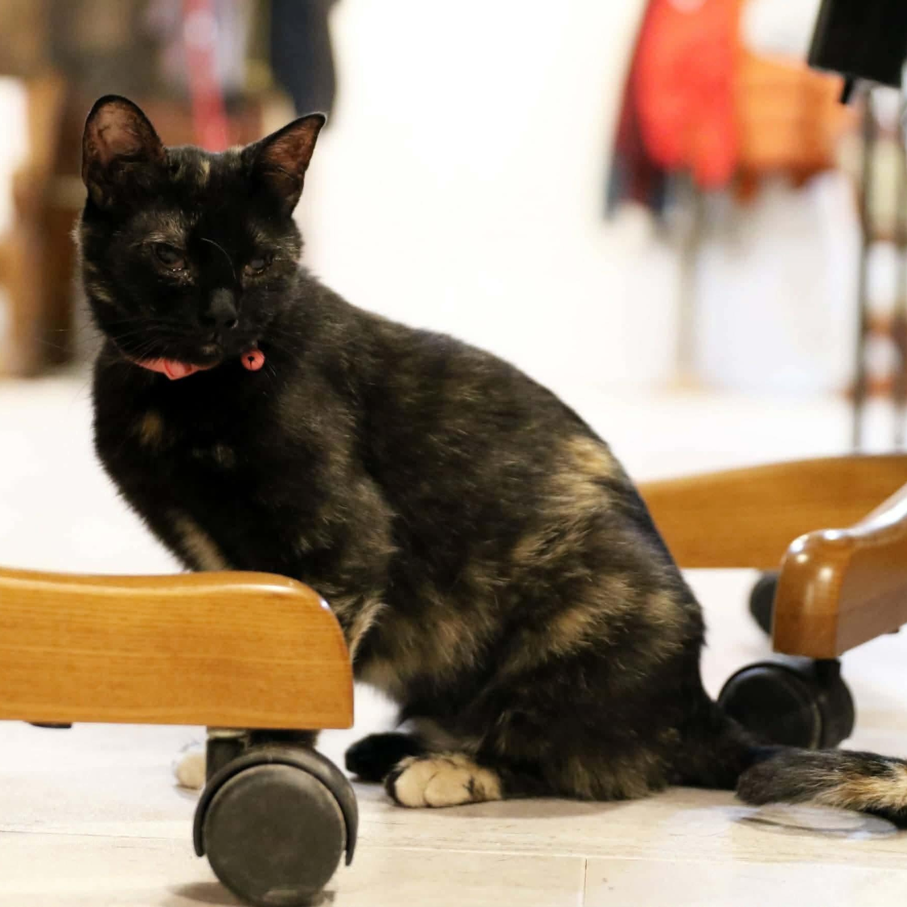 Enlarge Mae, a Adoptable Tortoiseshell in Lenexa, KS image 3/5