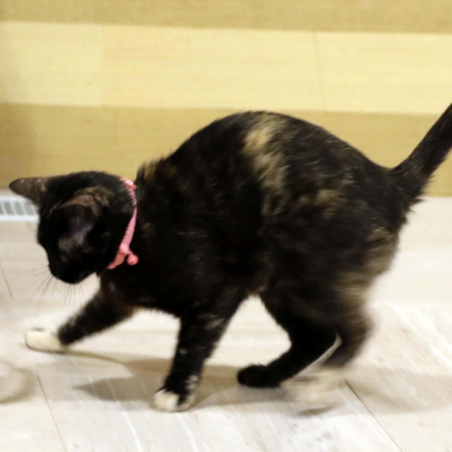 Enlarge Mae, a Adoptable Tortoiseshell in Lenexa, KS image 2/5
