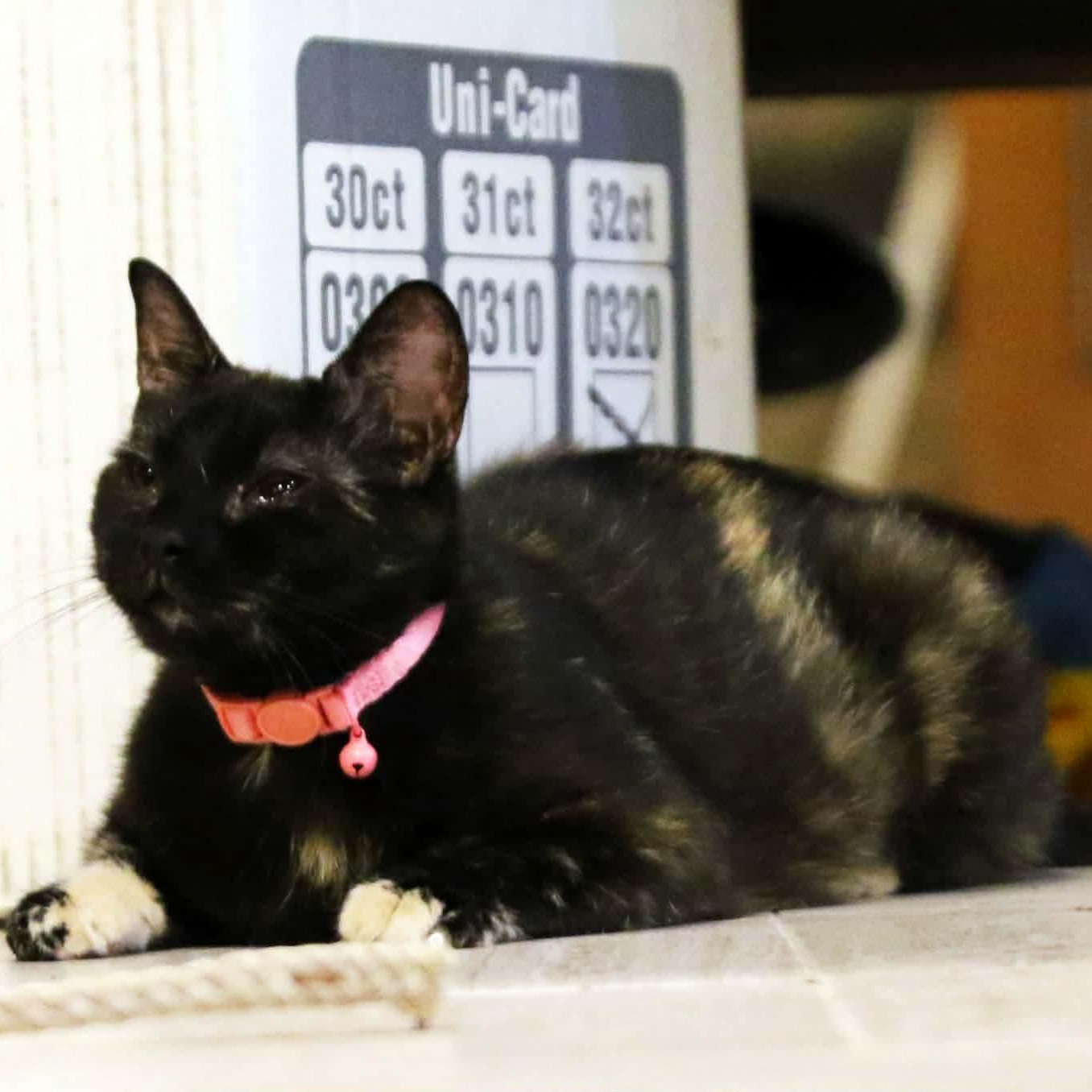Enlarge Mae, a Adoptable Tortoiseshell in Lenexa, KS image 4/5