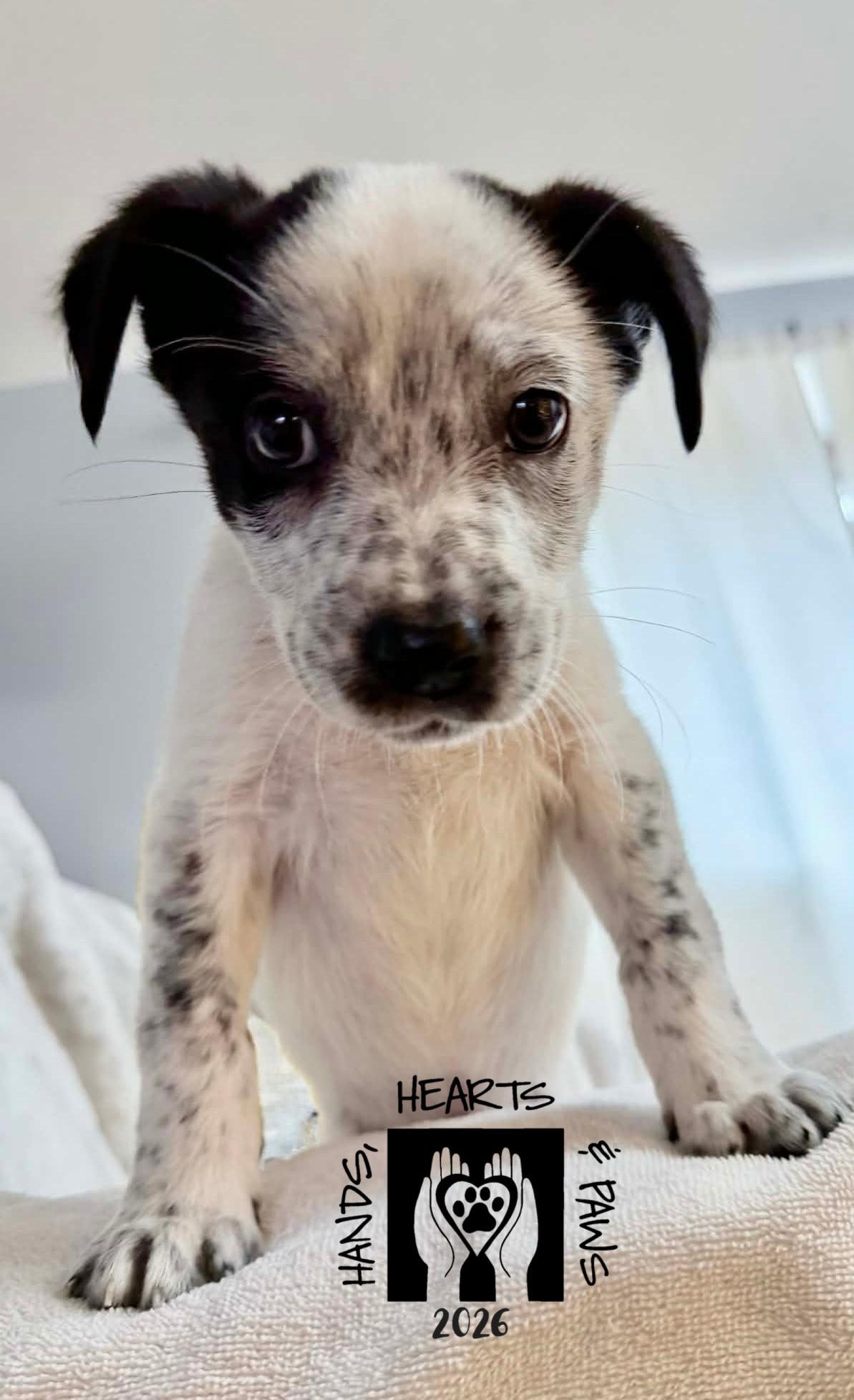 Enlarge Gillespie, an adoptable mixed breed in Omaha, NE image 1/2