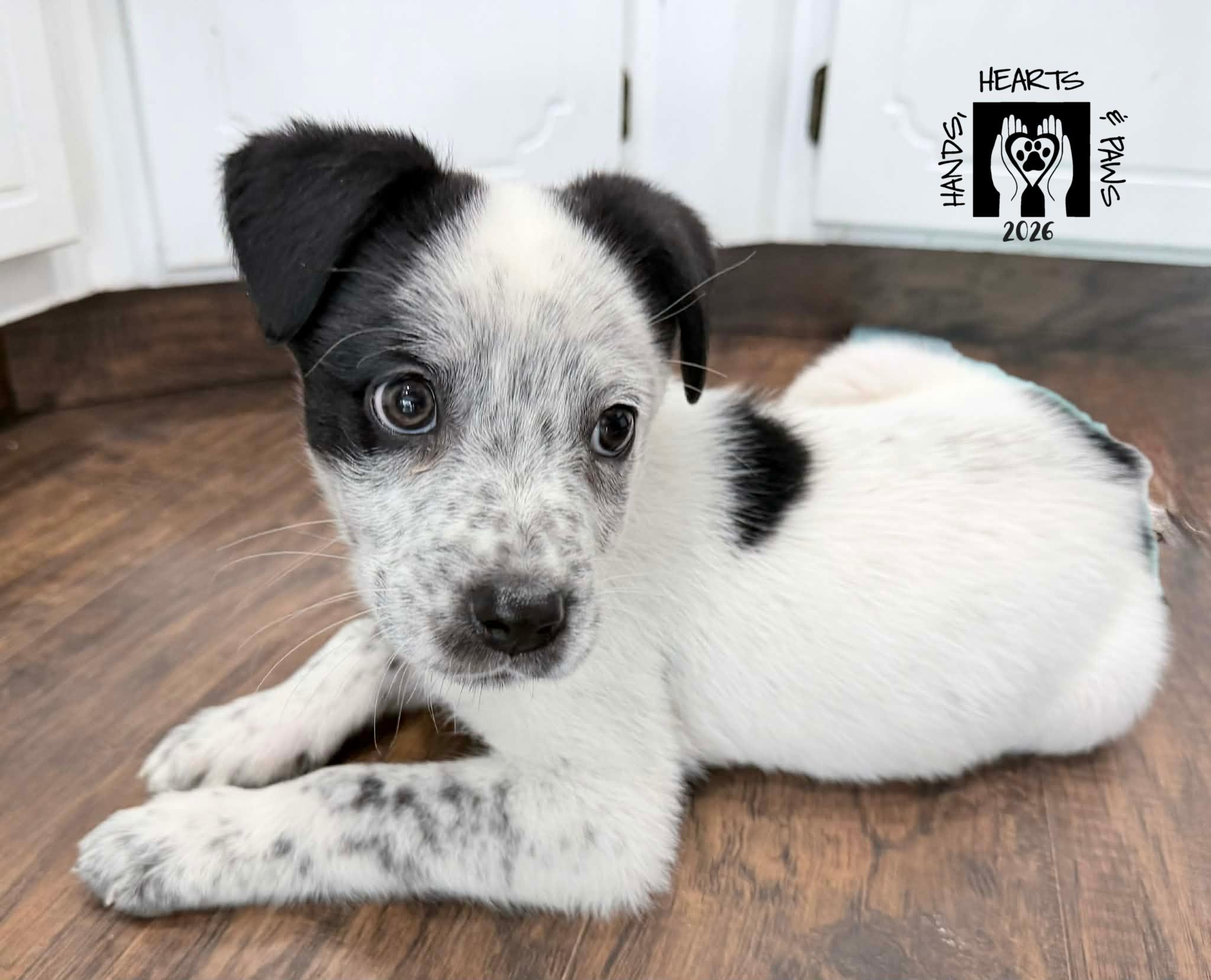 Enlarge Gillespie, an adoptable mixed breed in Omaha, NE image 2/2