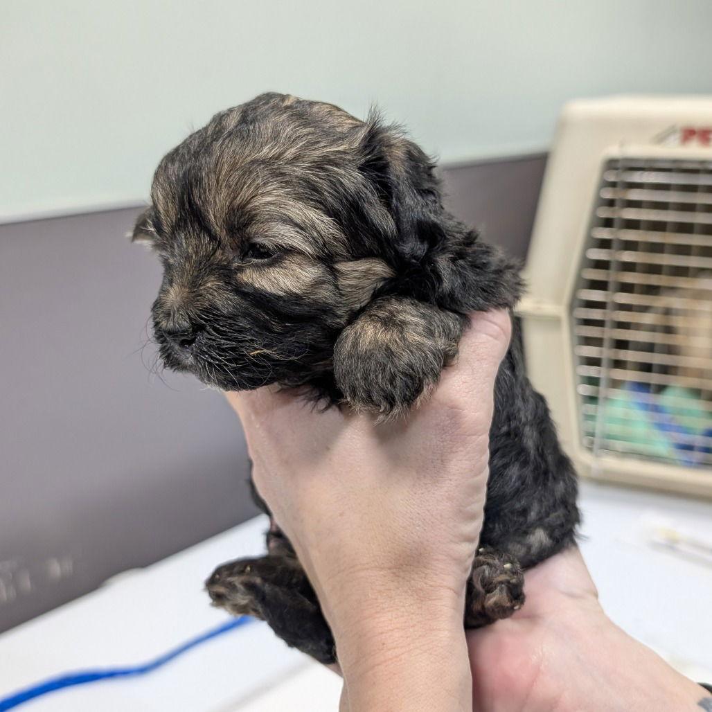 MACCHIATO, Adopted, Puppy Male Yorkshire Terrier.