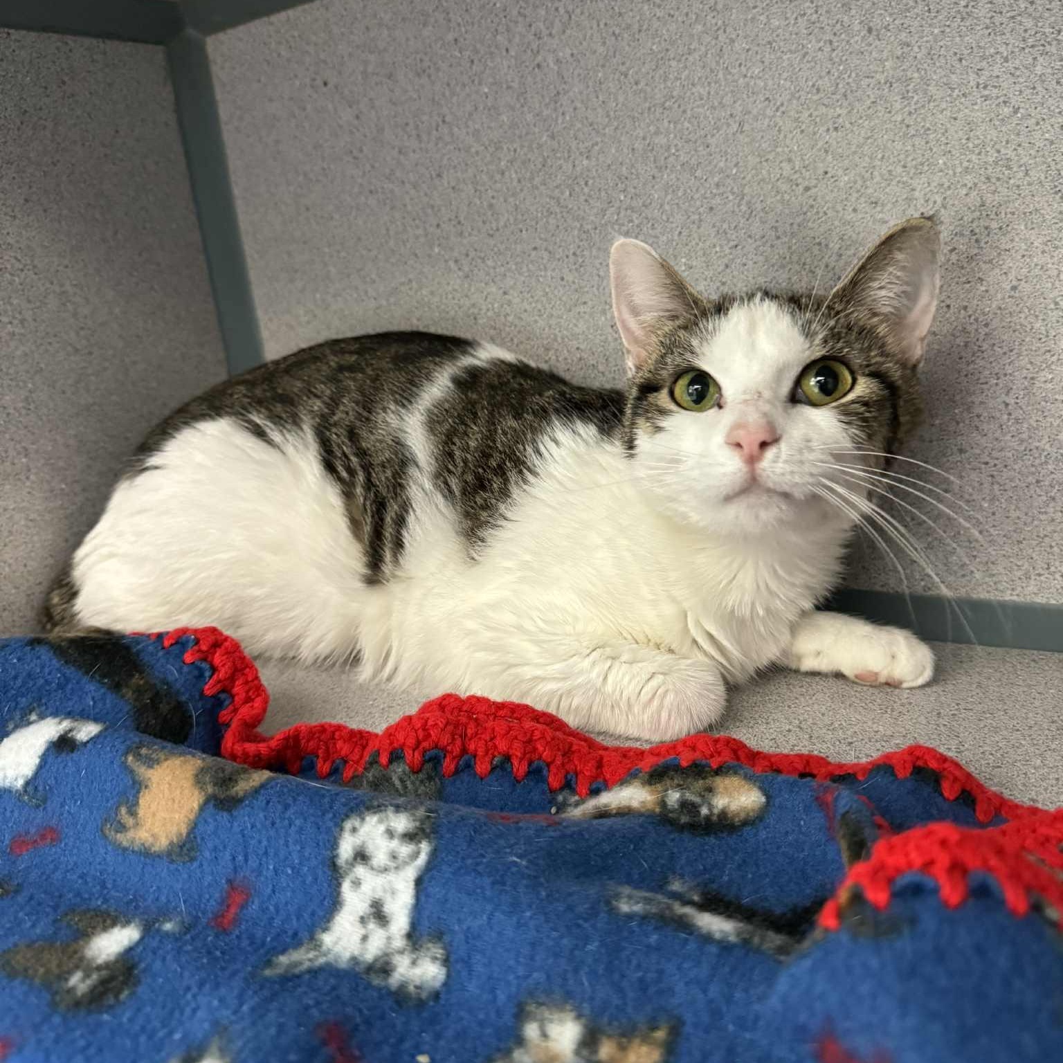 Enlarge Raja, a Adoptable Domestic Short Hair in Waterloo, IA image 2/3