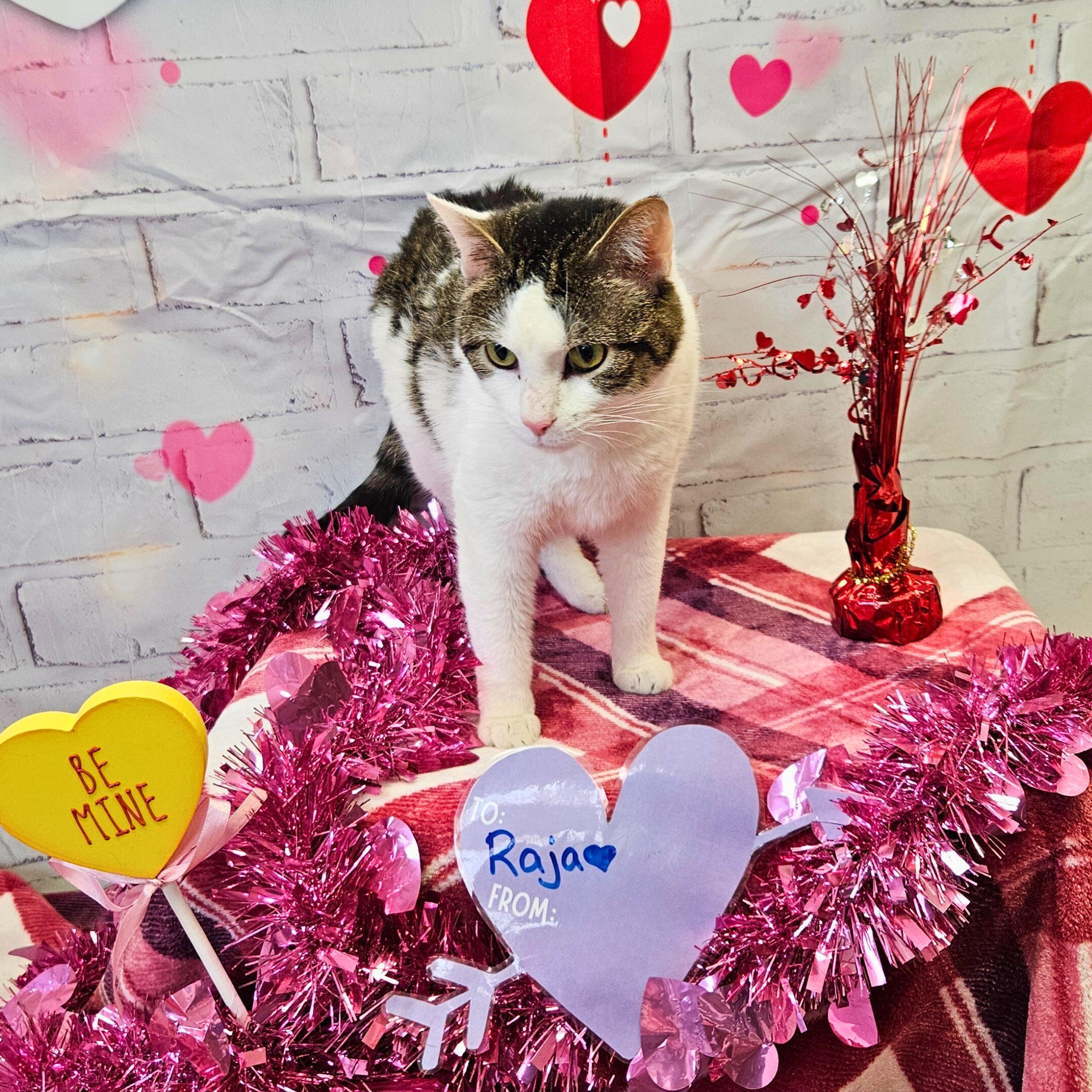 Raja, Adoptable, Adult Female Domestic Short Hair.