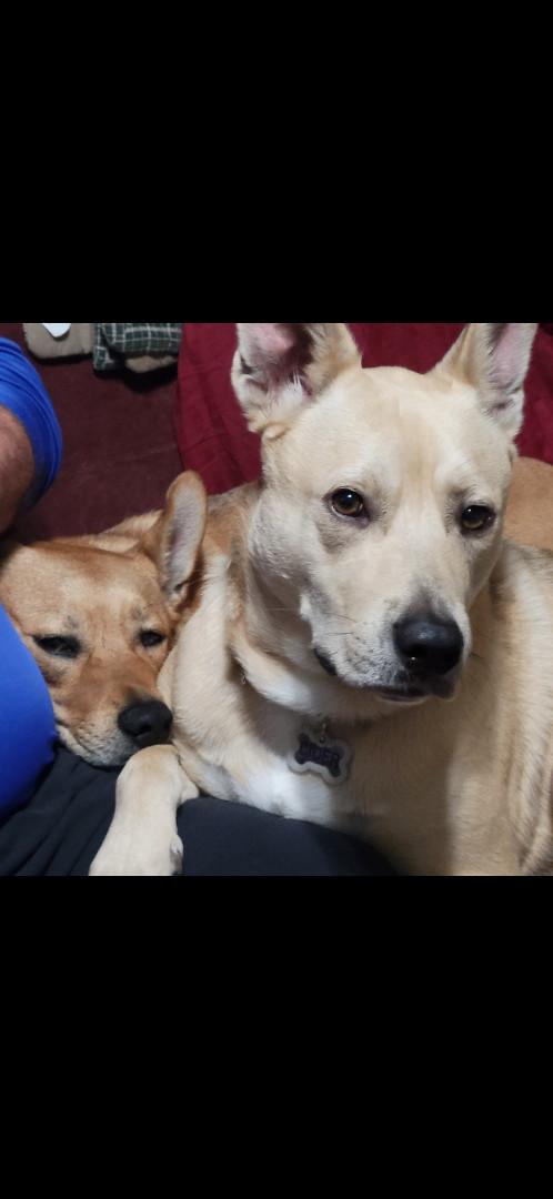 Cider - 4 Year Old Carolina Dog Mix-House & Crate Trained/Dog & Kid Friendly 2