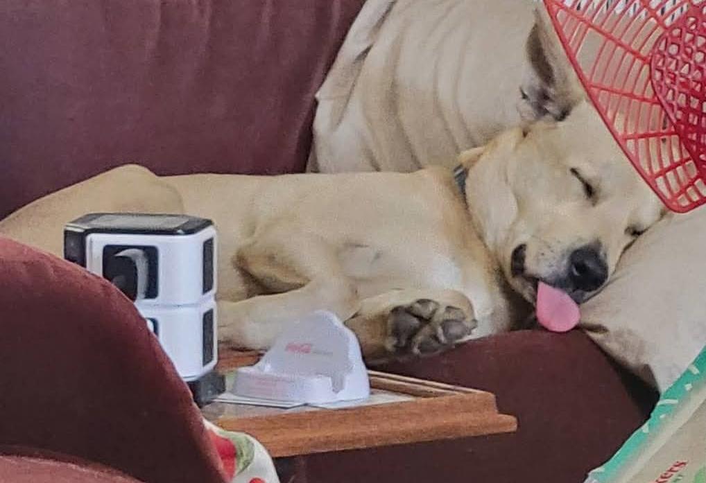 Enlarge Cider - 4 Year Old Carolina Dog Mix-House & Crate Trained/Dog & Kid Friendly, a Adoptable mixed breed in Parrish, FL image 2/5