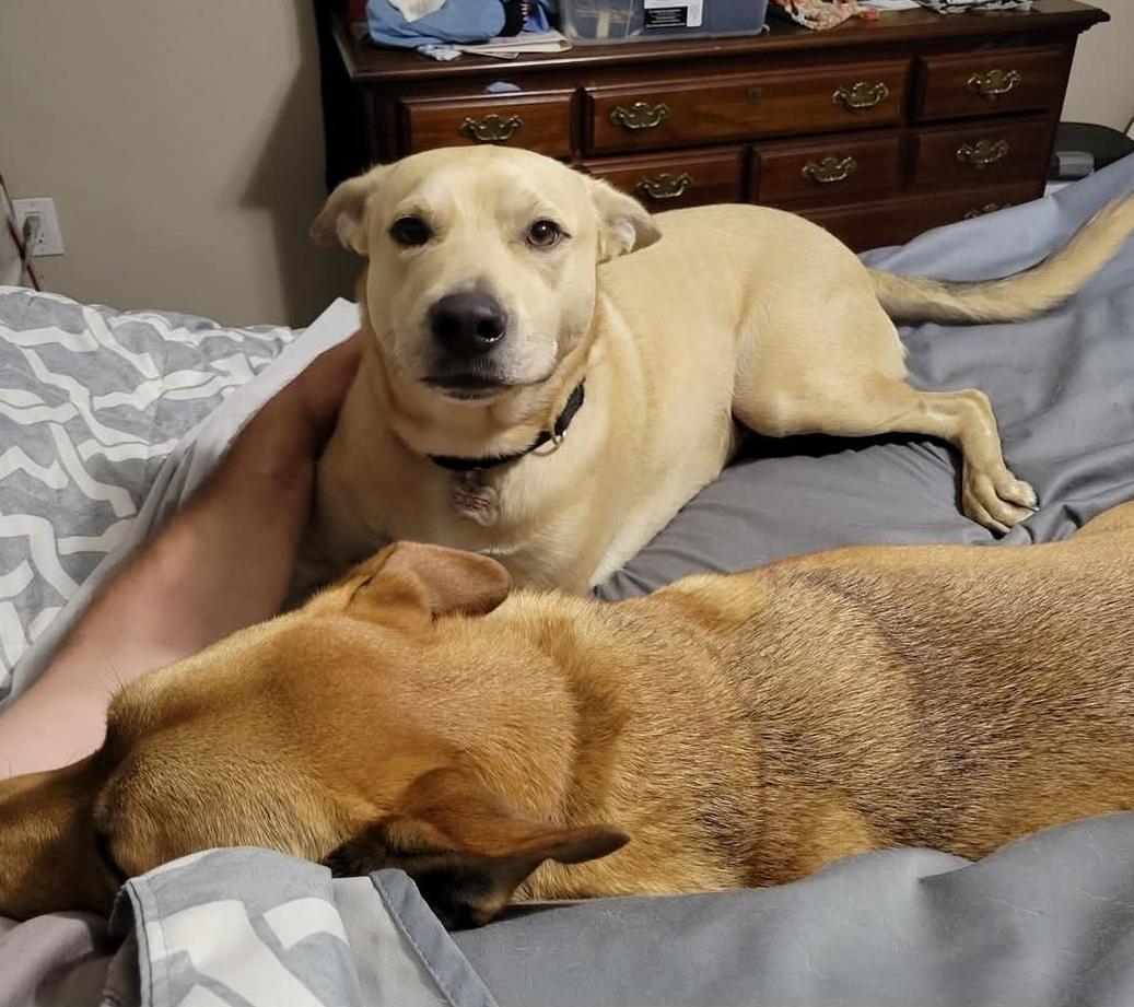 Enlarge Cider - 4 Year Old Carolina Dog Mix-House & Crate Trained/Dog & Kid Friendly, a Adoptable mixed breed in Parrish, FL image 3/5