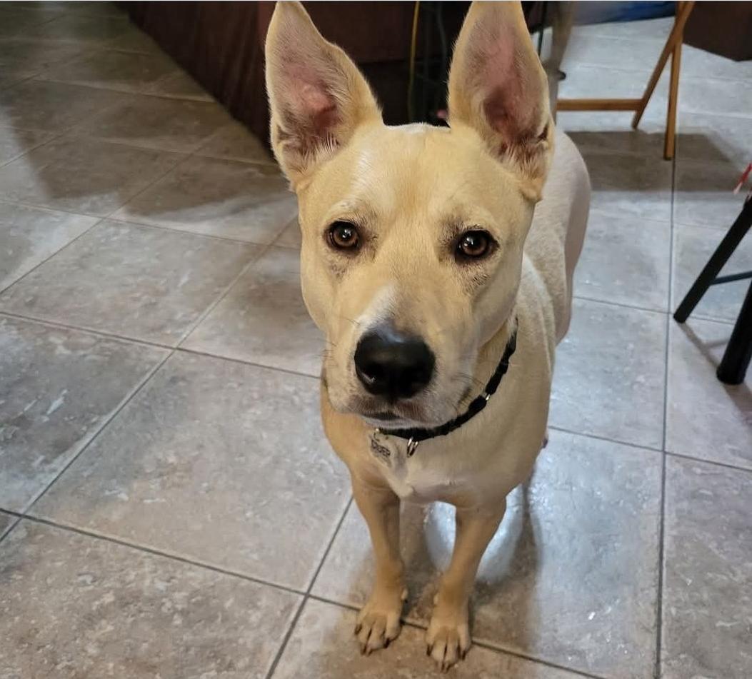 Enlarge Cider - 4 Year Old Carolina Dog Mix-House & Crate Trained/Dog & Kid Friendly, a Adoptable mixed breed in Parrish, FL image 4/5