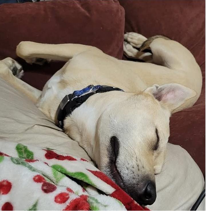 Enlarge Cider - 4 Year Old Carolina Dog Mix-House & Crate Trained/Dog & Kid Friendly, a Adoptable mixed breed in Parrish, FL image 5/5