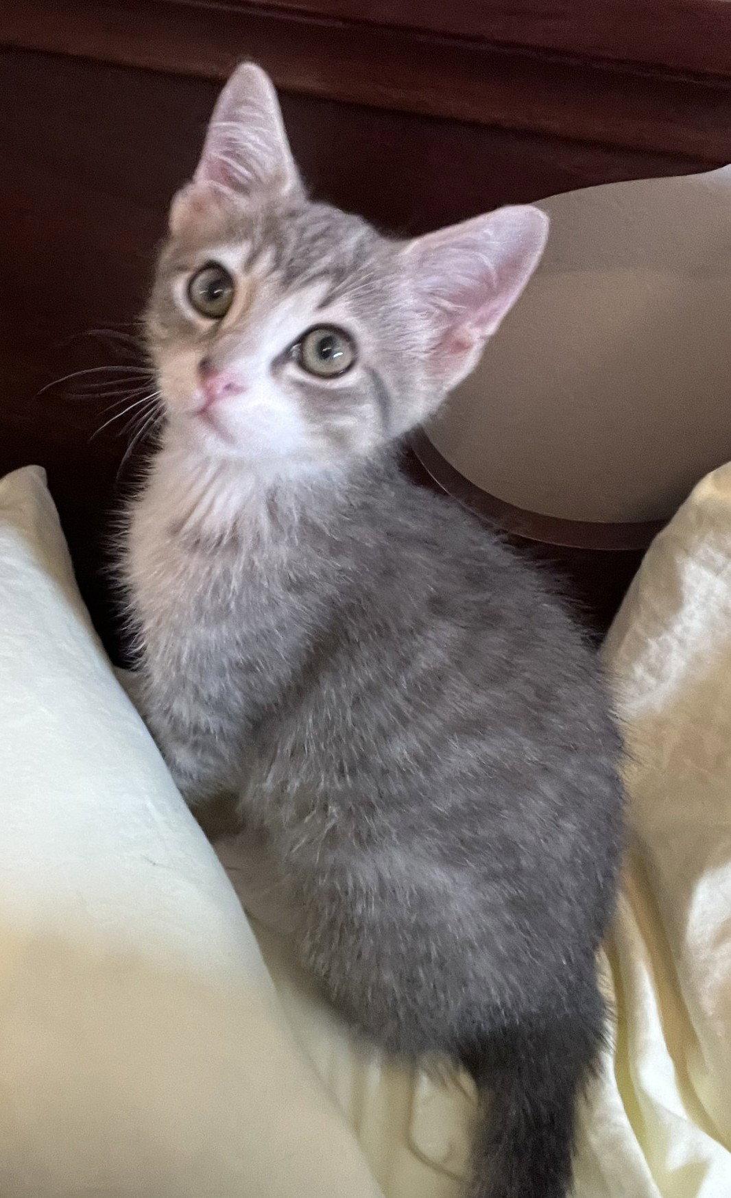 Mason, Adoptable, Kitten Male Domestic Short Hair.