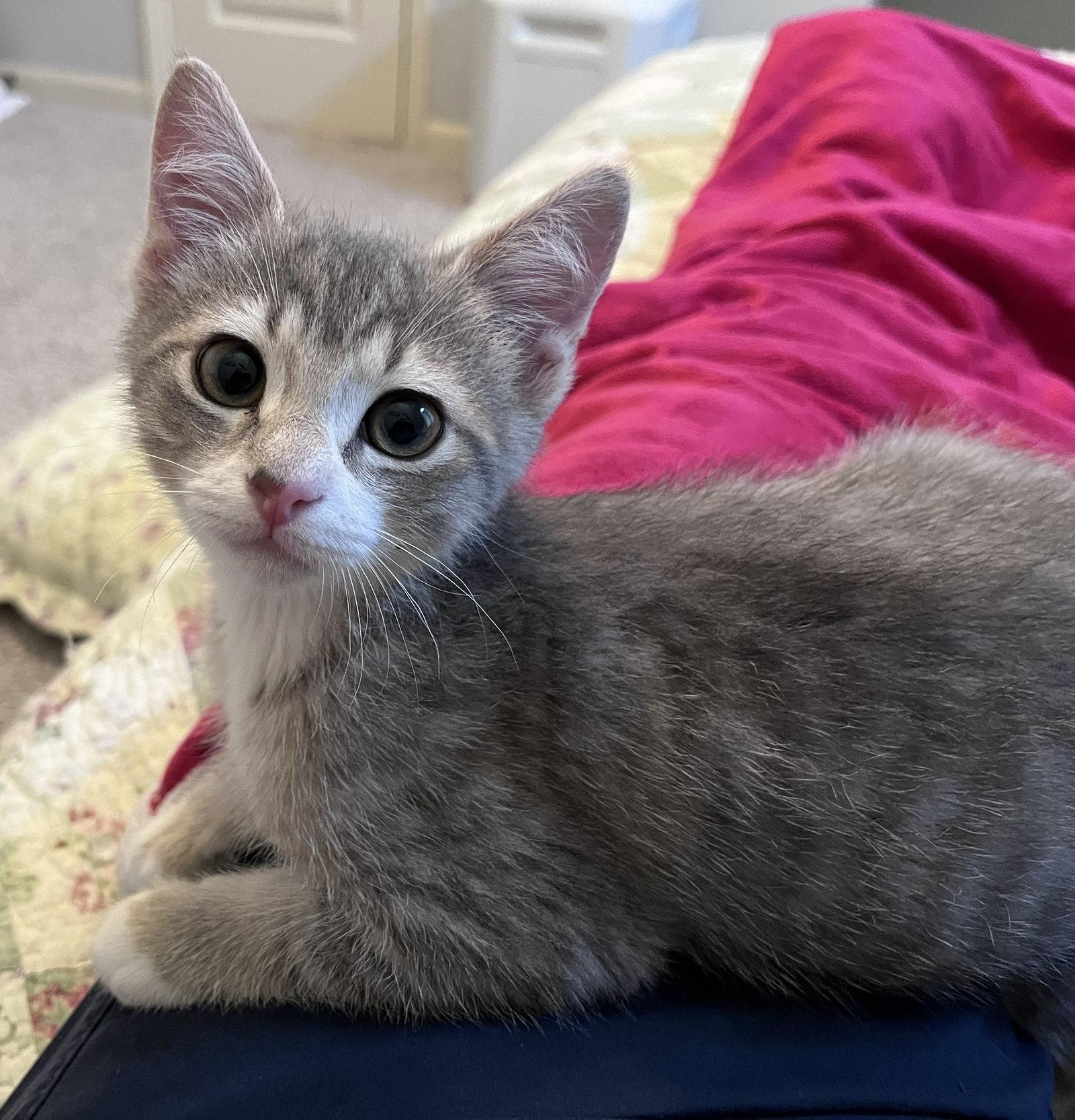 Mason, a Adoptable Domestic Short Hair in Shawnee, KS image 2/3