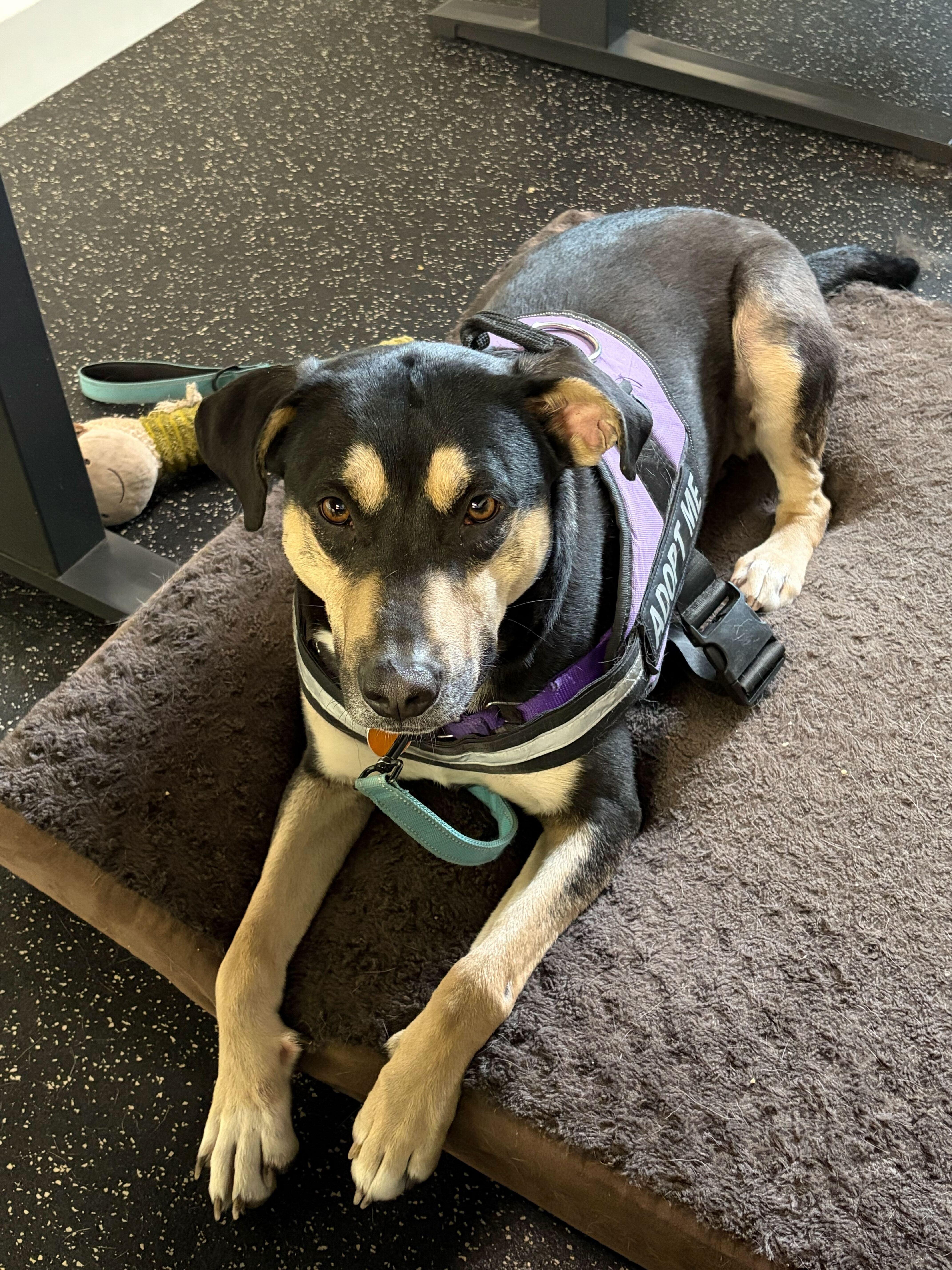 Enlarge Toebee, a Adoptable mixed breed in Naperville, IL image 3/5