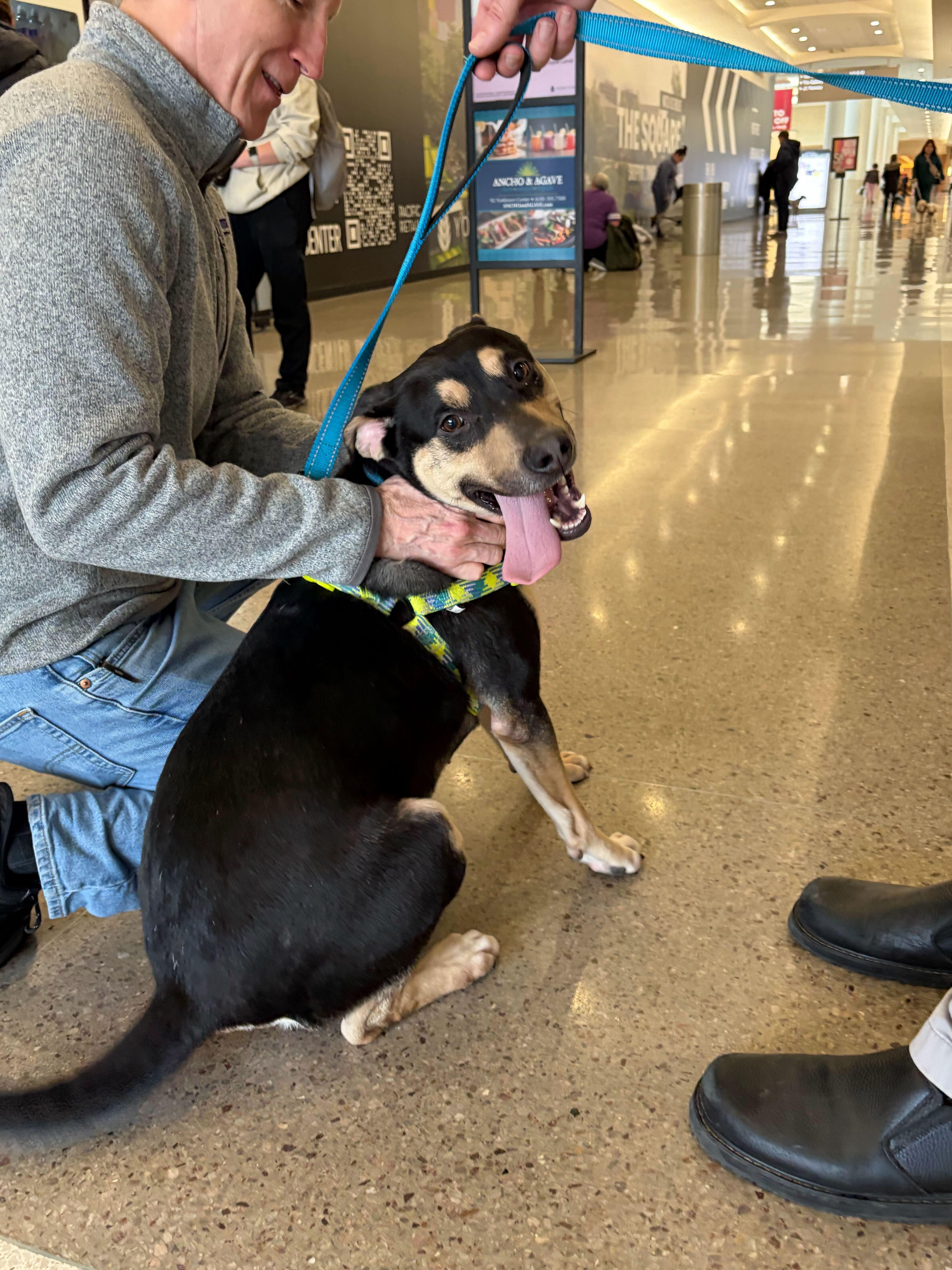 Enlarge Toebee, a Adoptable mixed breed in Naperville, IL image 4/5