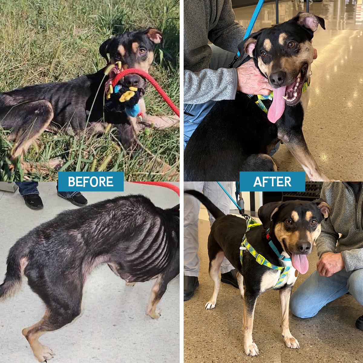 Toebee, Adoptable, Adult Male Hound.