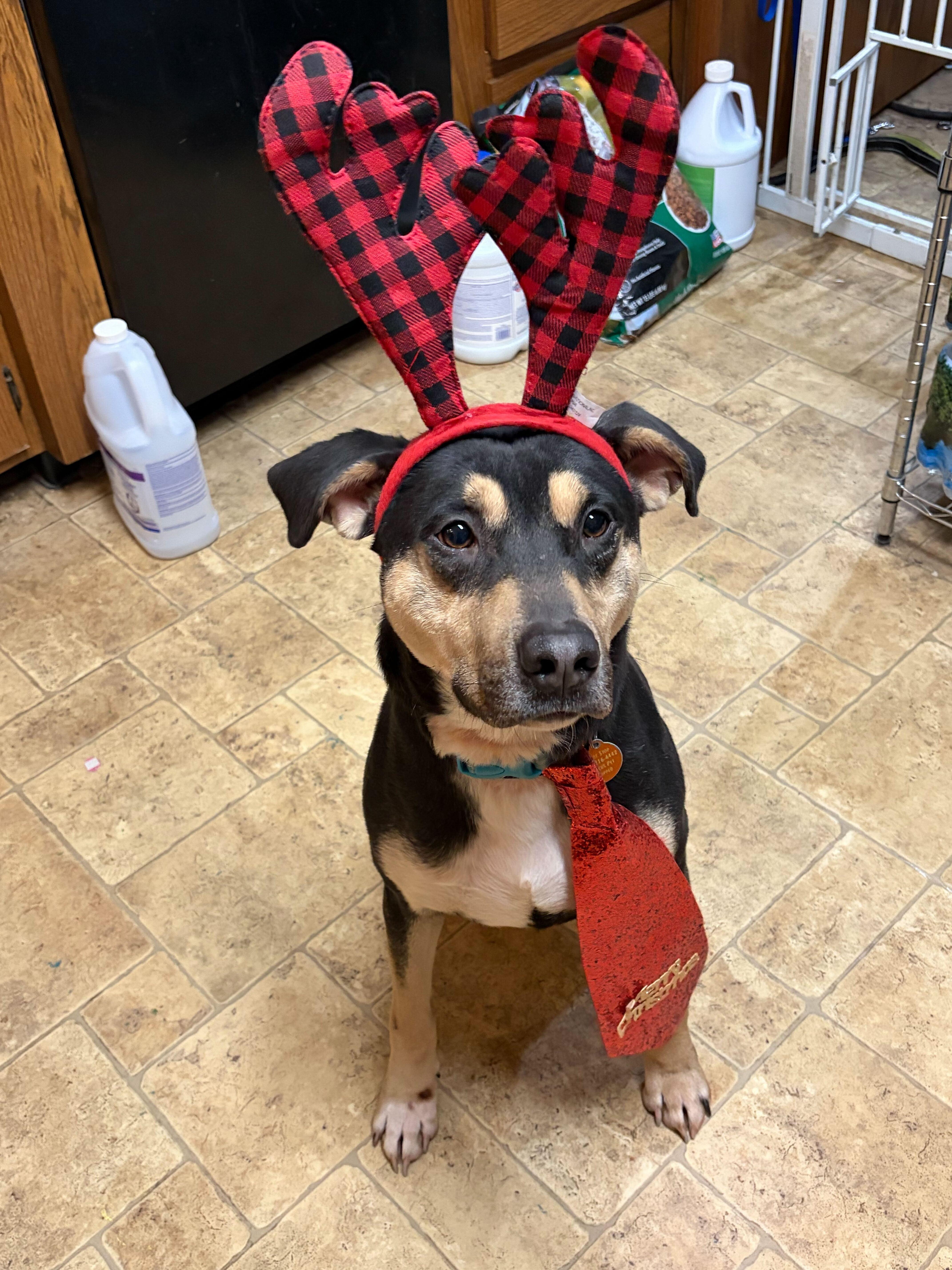 Toebee, Adoptable, Adult Male Hound.