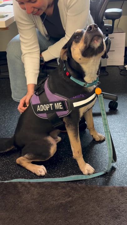 Enlarge Toebee, a Adoptable mixed breed in Naperville, IL video 2/5