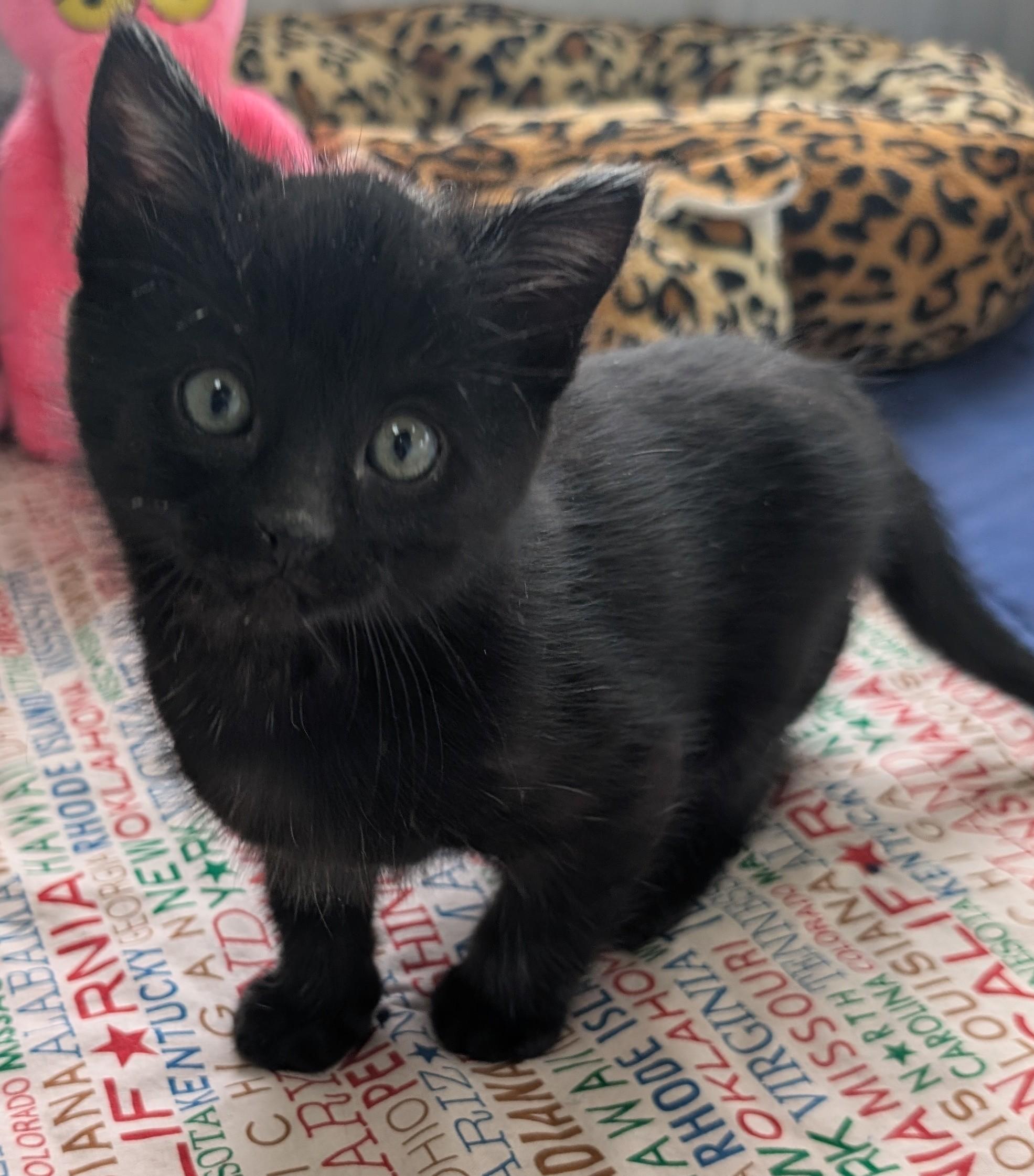 Frost, adopted, Kitten Male Domestic Short Hair.