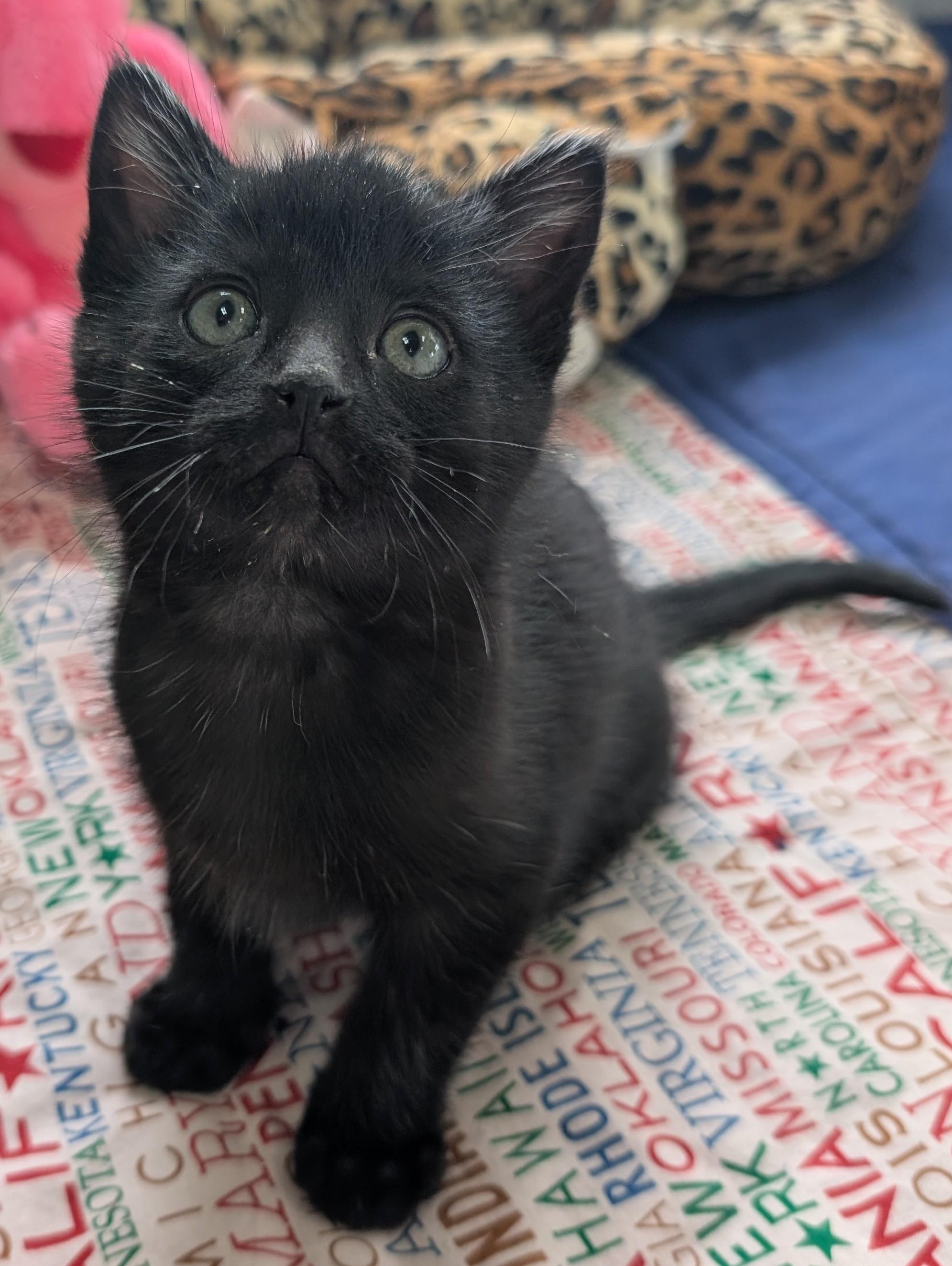 Frost, an adopted Domestic Short Hair in New Ulm, MN image 2/2