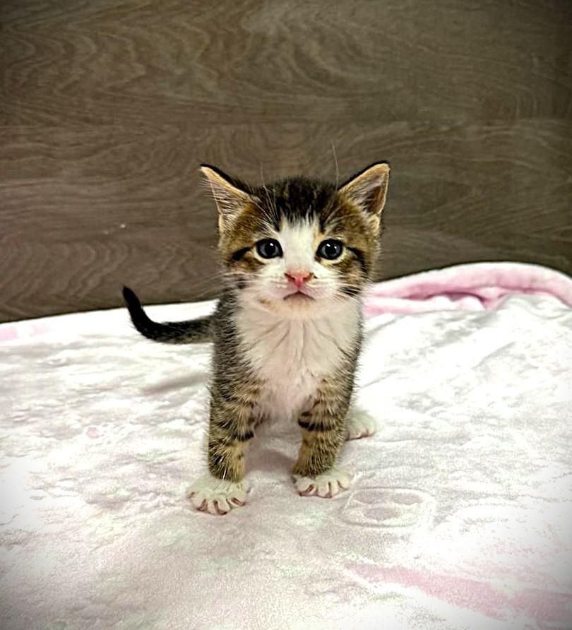 Enlarge Cleo, Penny and Roxy, a ADOPTABLE mixed breed in Brooklyn, NY image 3/4