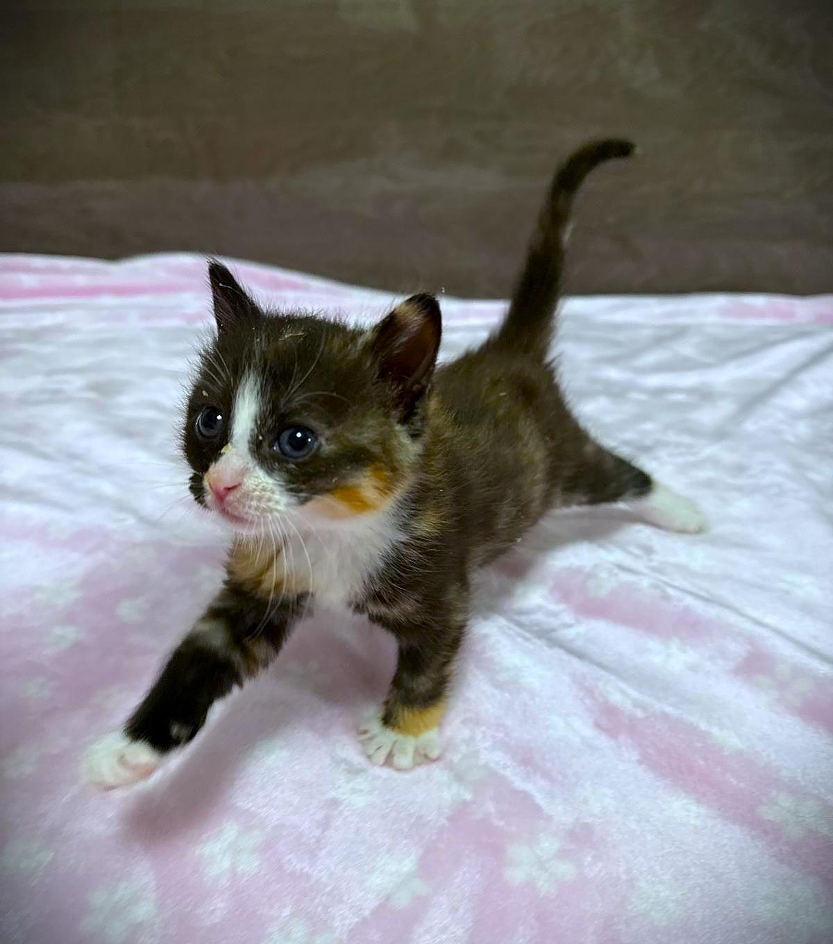 Enlarge Cleo, Penny and Roxy, a ADOPTABLE mixed breed in Brooklyn, NY image 4/4