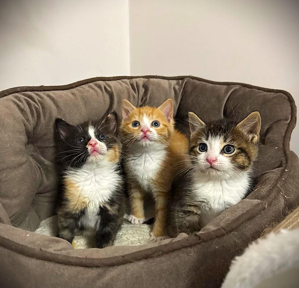 Cleo, Penny and Roxy, ADOPTABLE, Kitten Female Domestic Short Hair.
