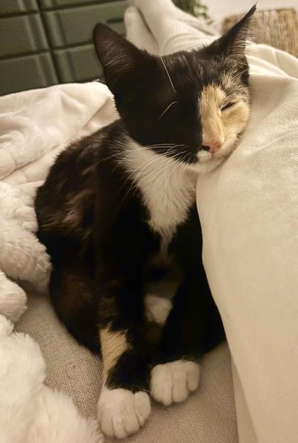 Nola, Adoptable, Kitten Female Domestic Short Hair & Domestic Short Hair.