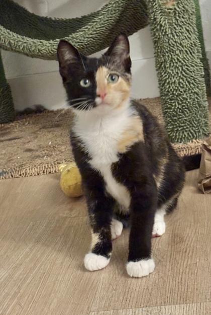 Nola, a Adoptable mixed breed in San Diego, CA image 2/3