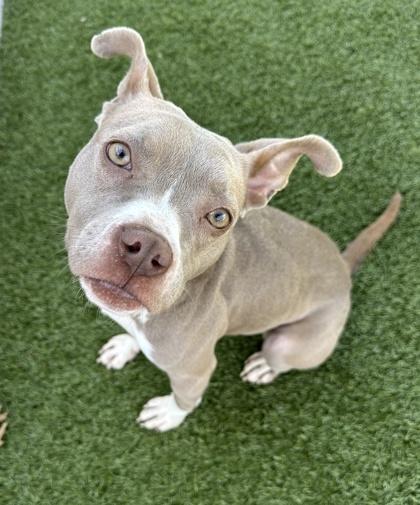 Hobbit, Adoptable, Adult Female Pit Bull Terrier & Mixed Breed.