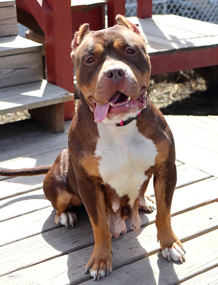 Wanda (AO36026), a ADOPTABLE mixed breed in Kansas City, KS image 4/6